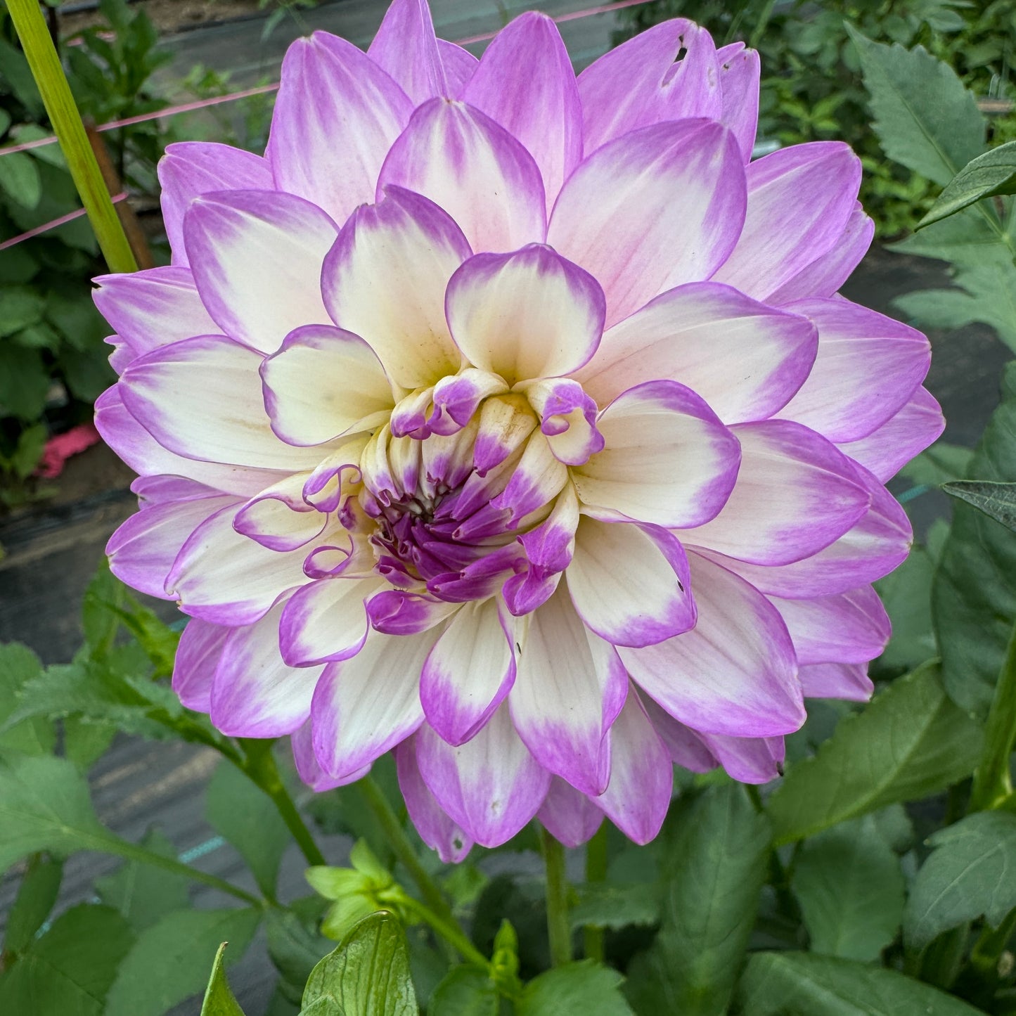 Dahlia Blue Wish lilac and white