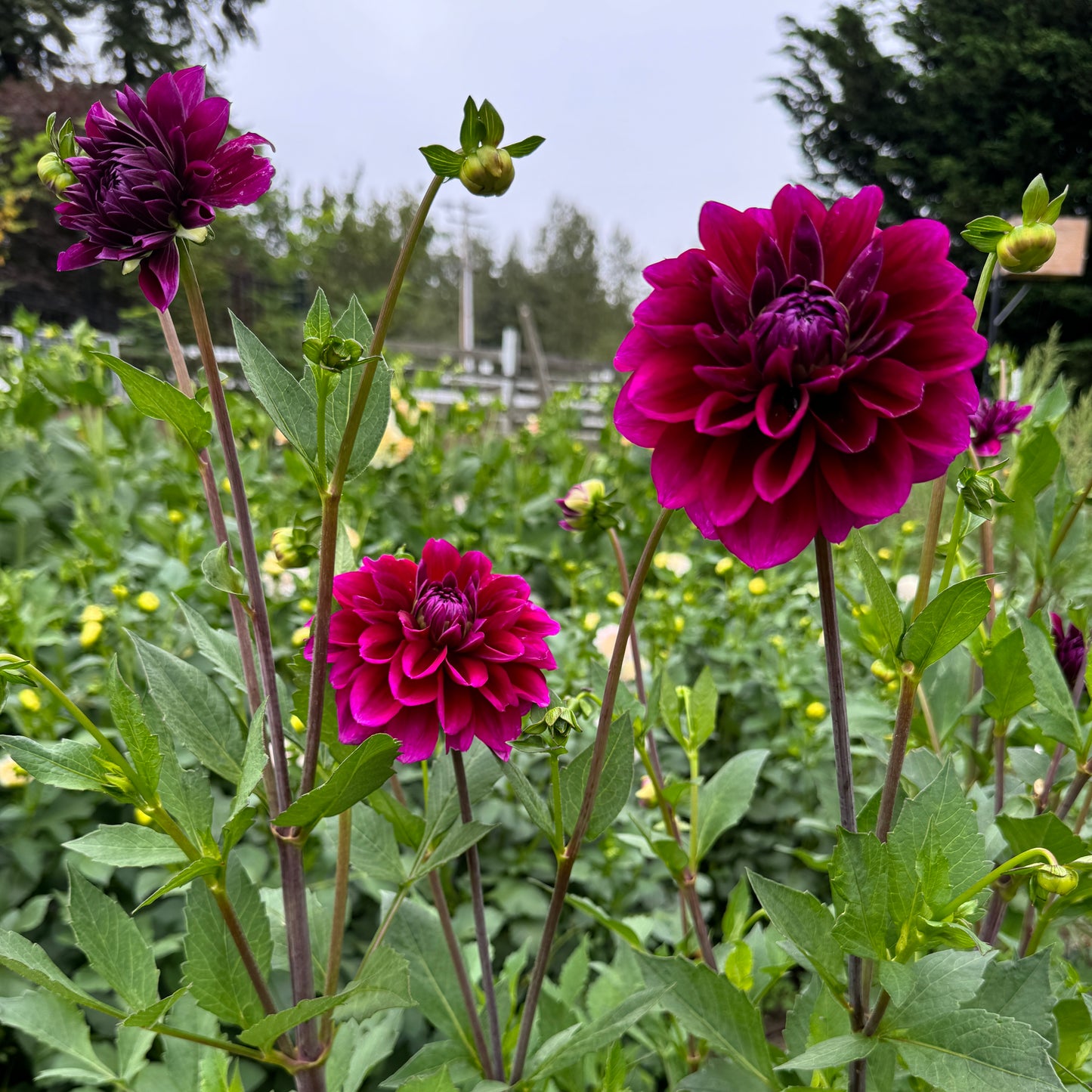 Field of Dahlia Boogie Nites