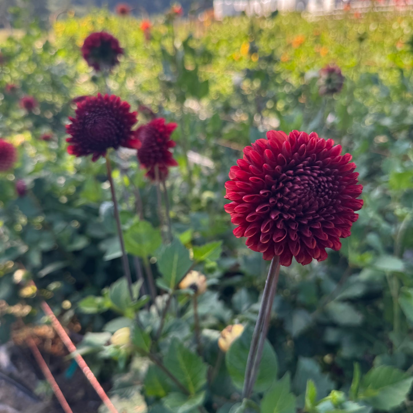 Dahlia Copper Boy field