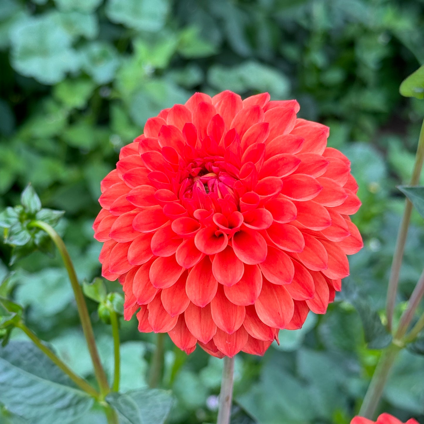 Close up of Red Dahlia Safe Shot