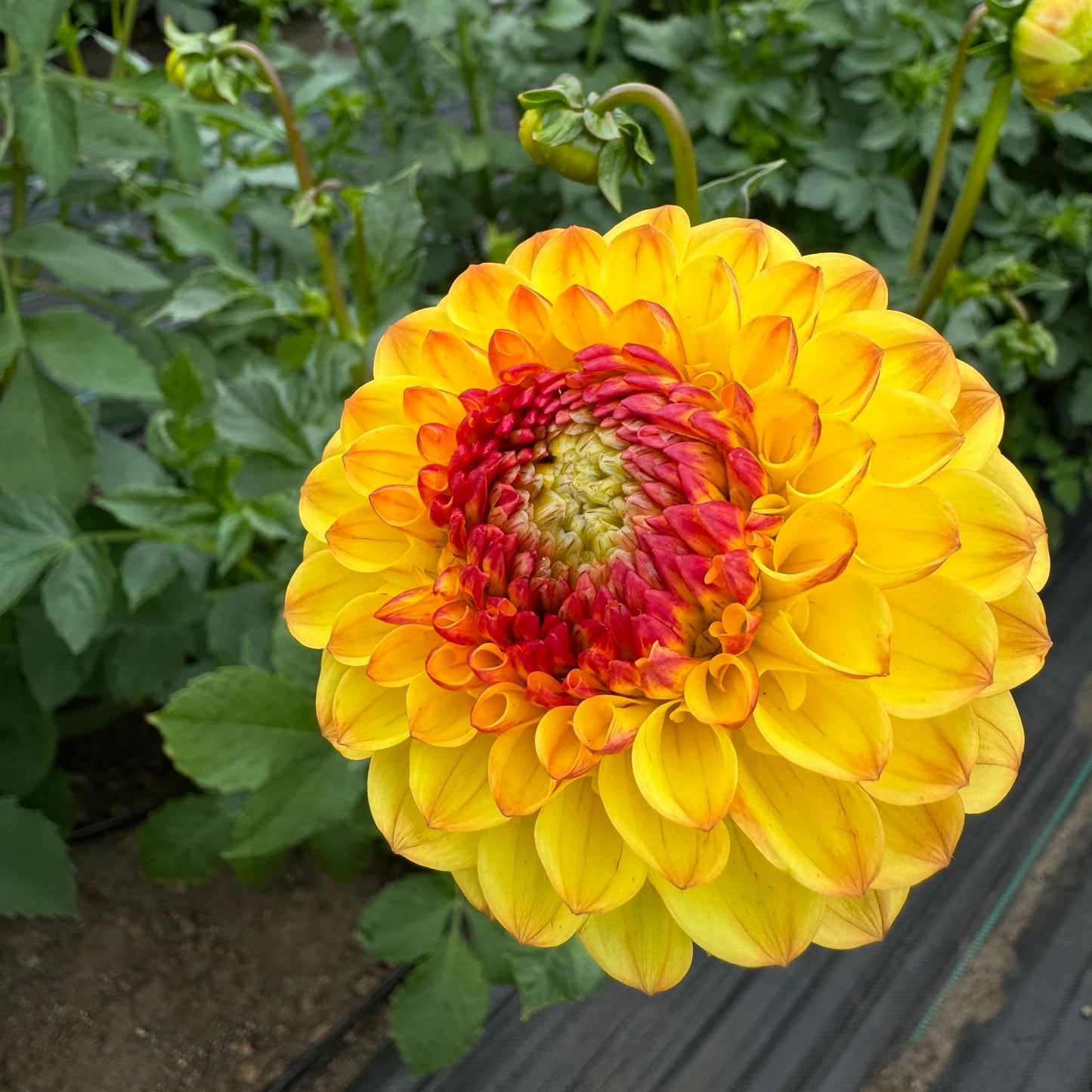 Bright yellow with orange centers Dahlia Sunny Boy