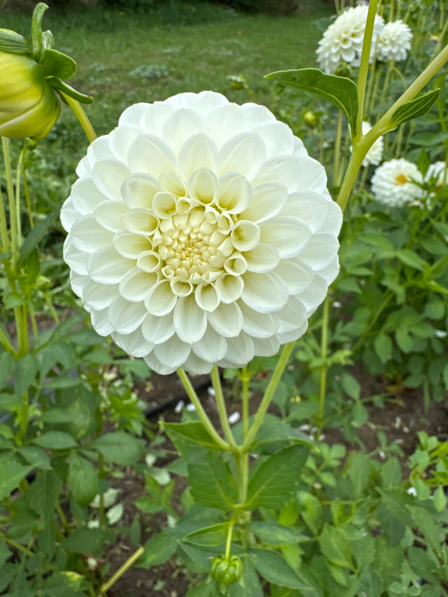 Boom Boom White Dahlia