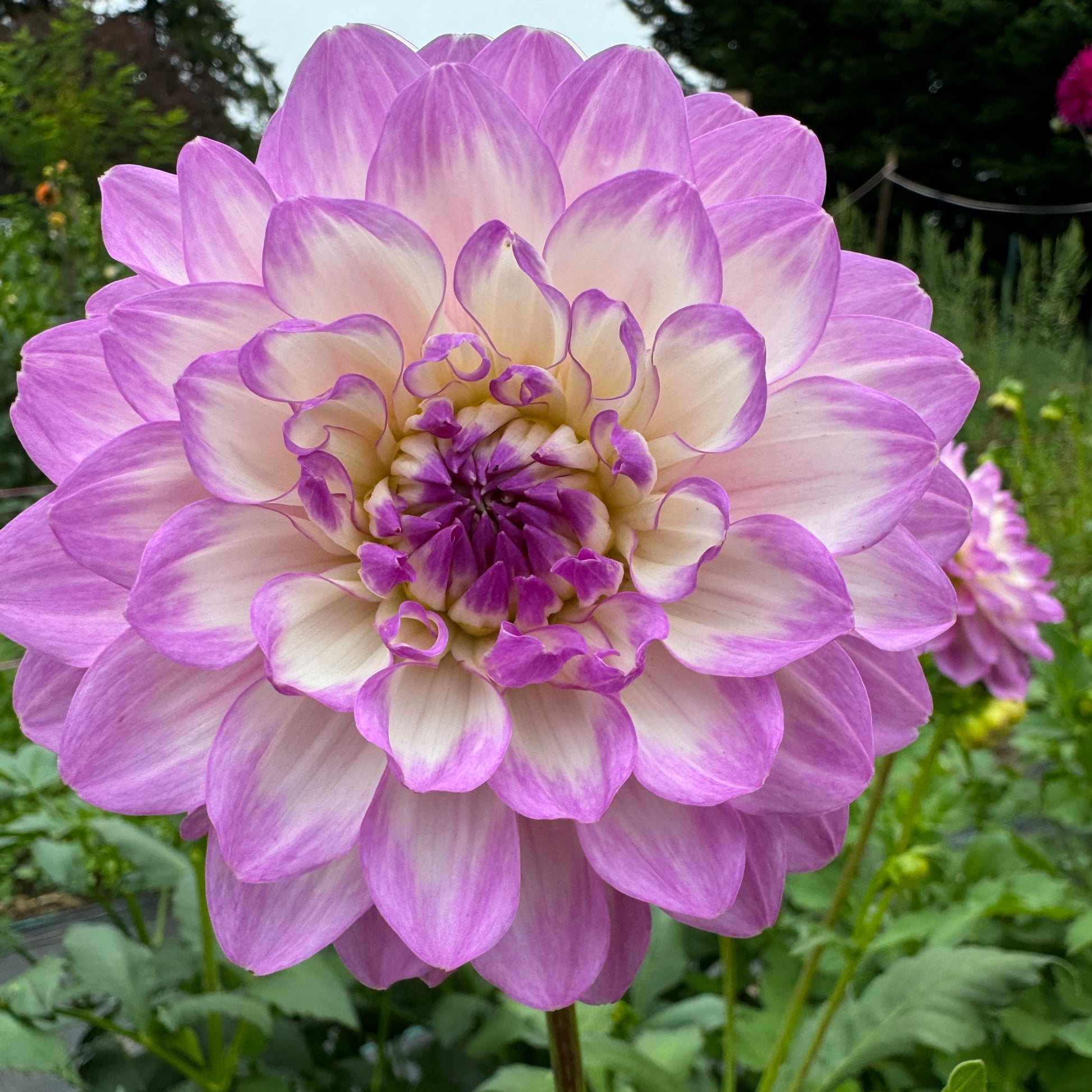 Close up Dahlia Blue Wish