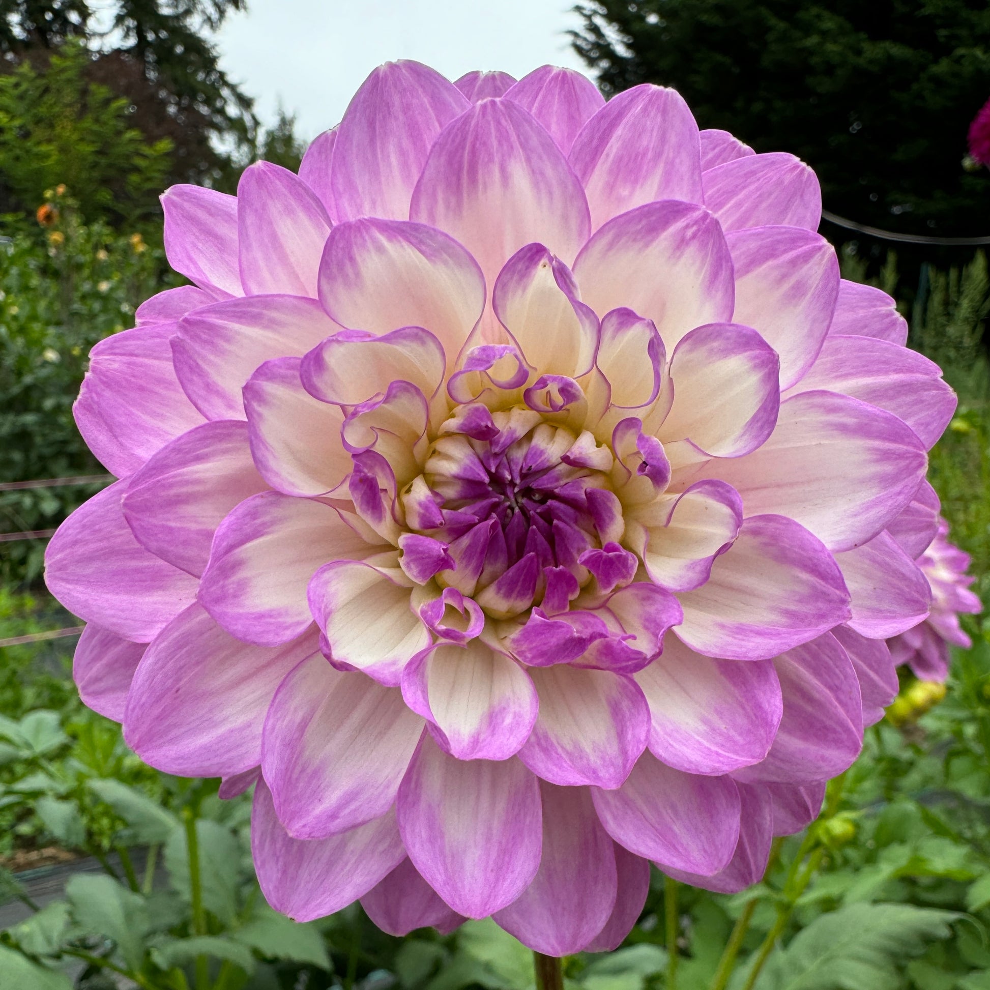 Blue Wish Dahlia Tubers