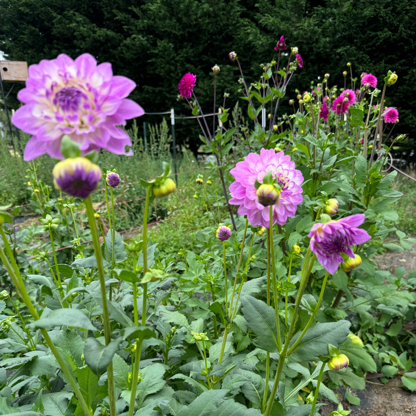 Field of Blue Wish Dahlia Tubers