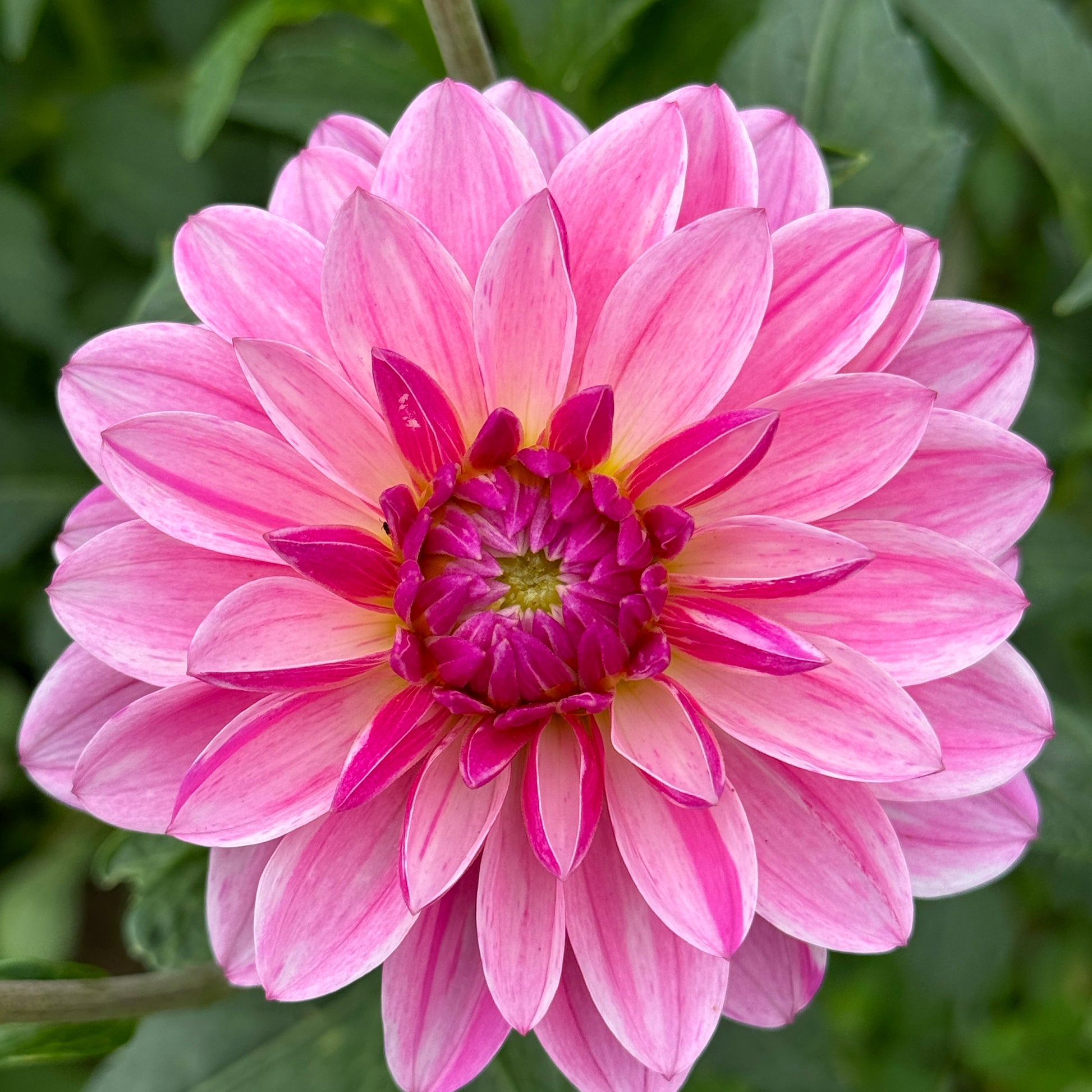 Dahlia Bonesta close up in pink