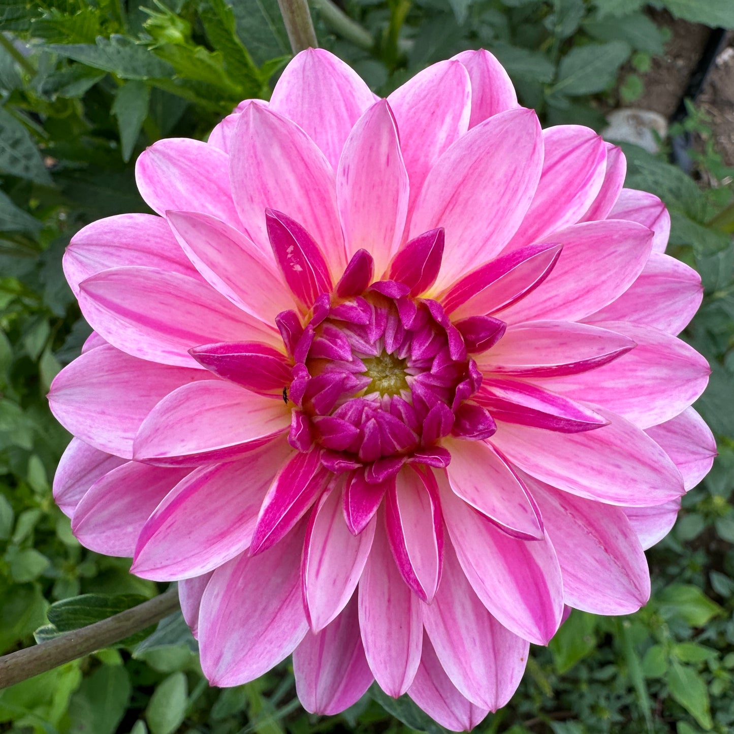 Pink and white striping dahlia Bonesta 