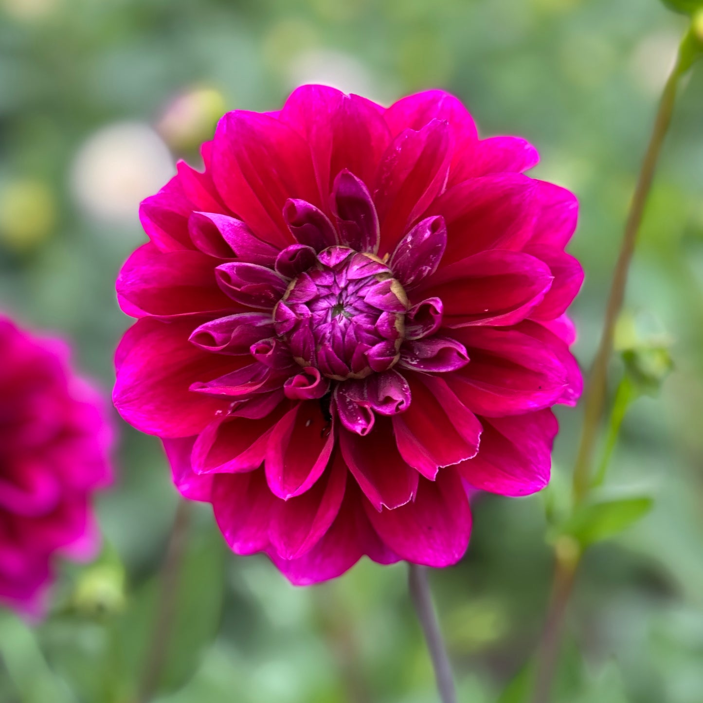 Boogie Nites Dahlia rich bright coloring