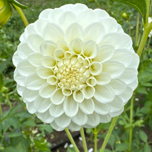 Close up Dahlia Boom Boom White
