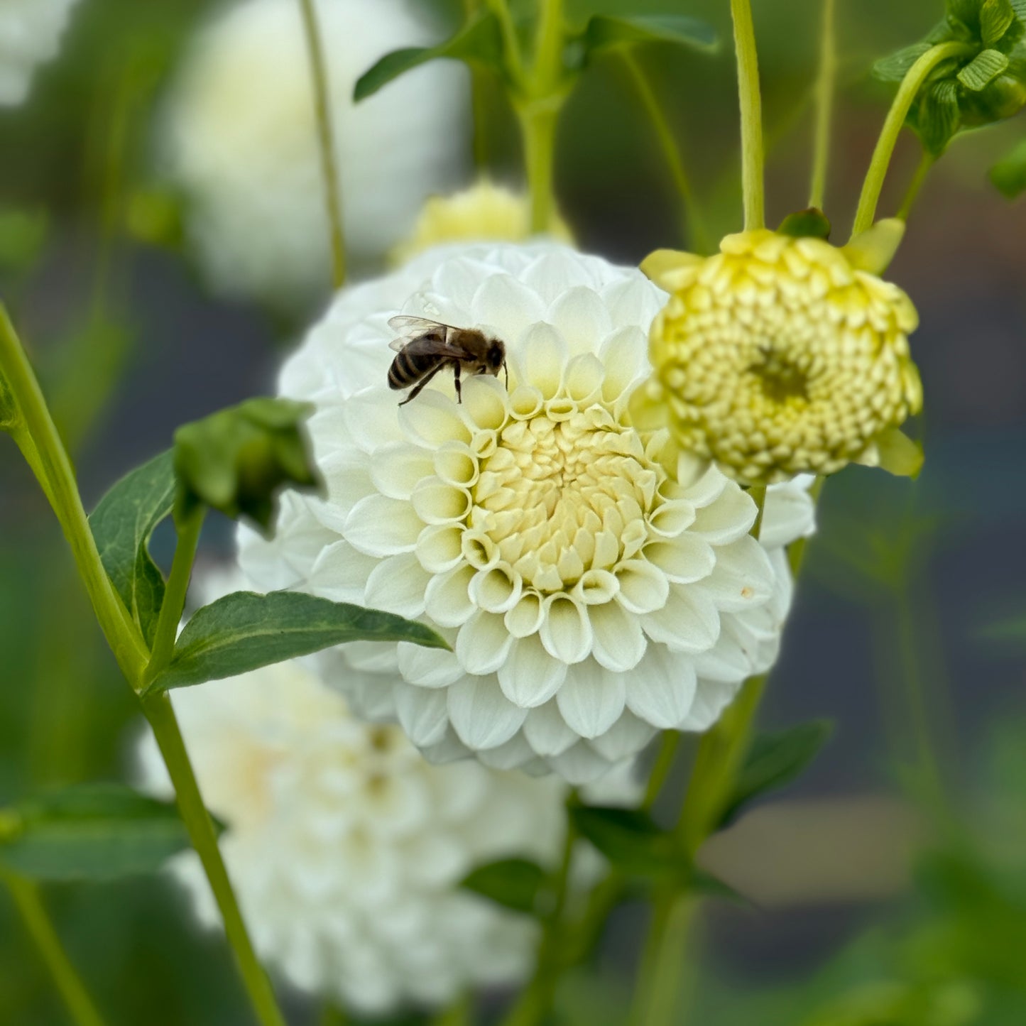 Bee on a Boom Boom white Dahlia