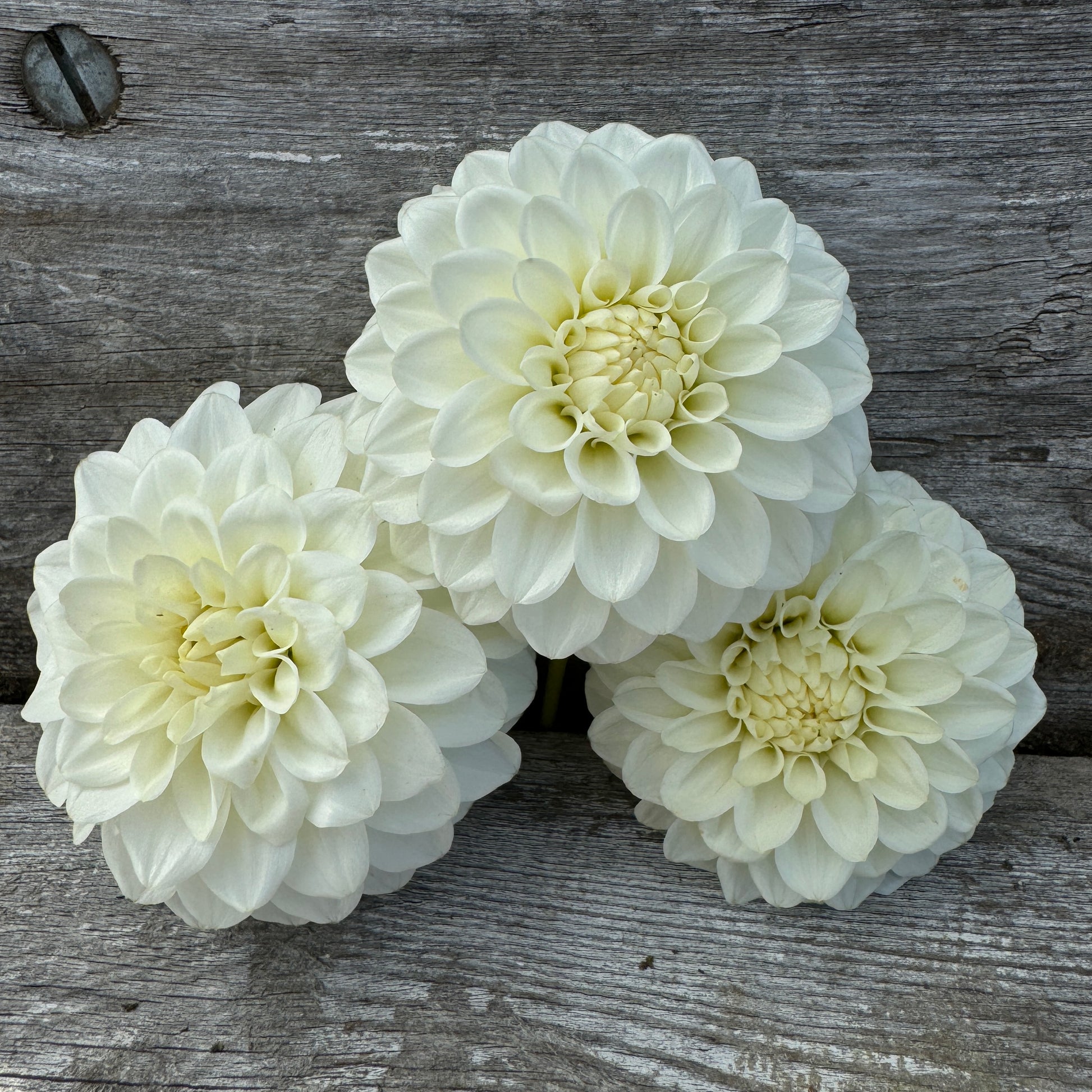 Boom Boom White Dahlia blooms