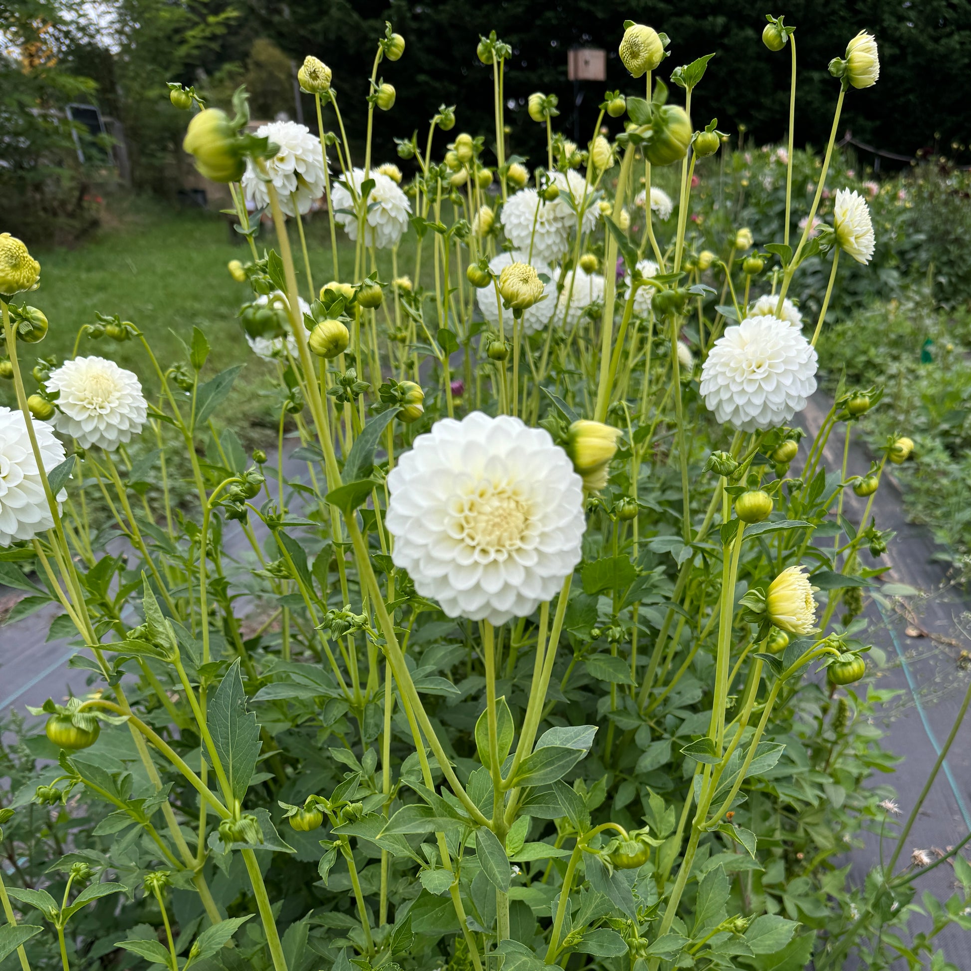 Field of Dahlia Boom Boom White flowers