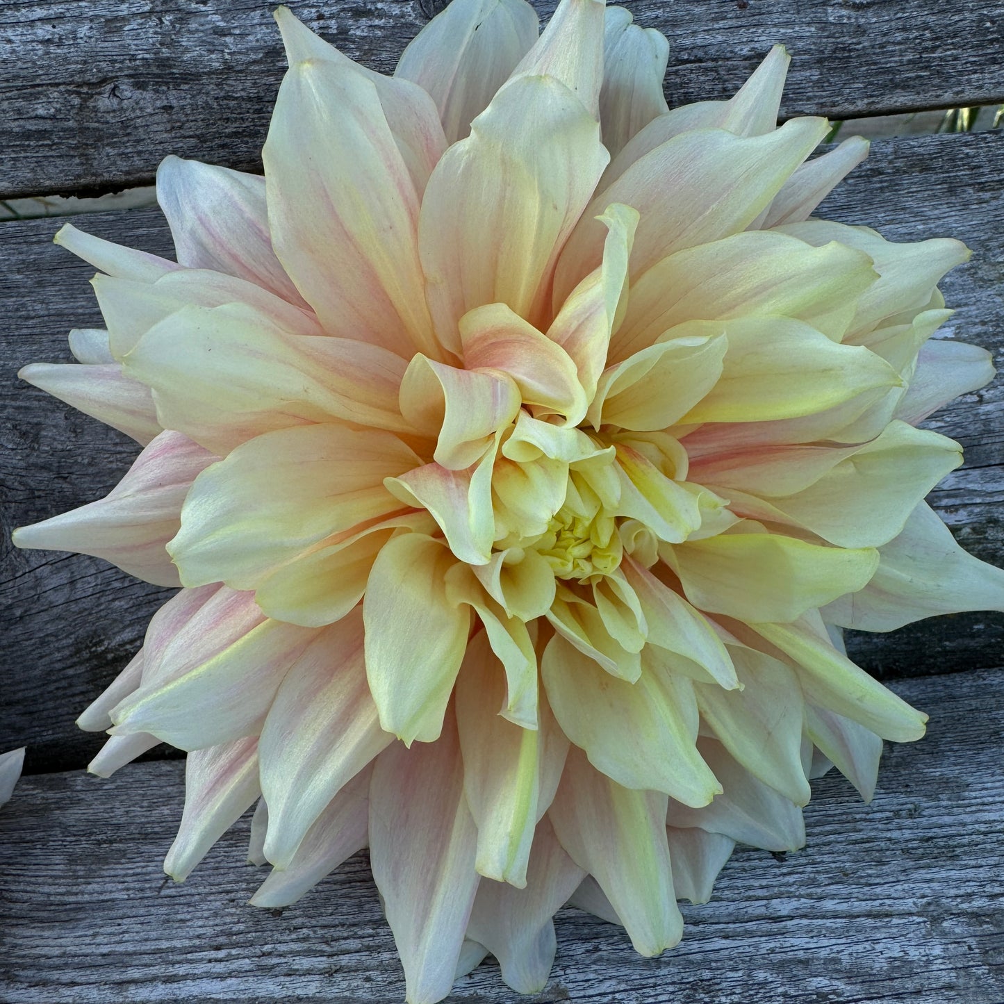 Large blooms with pink, blush, and white coloring. 