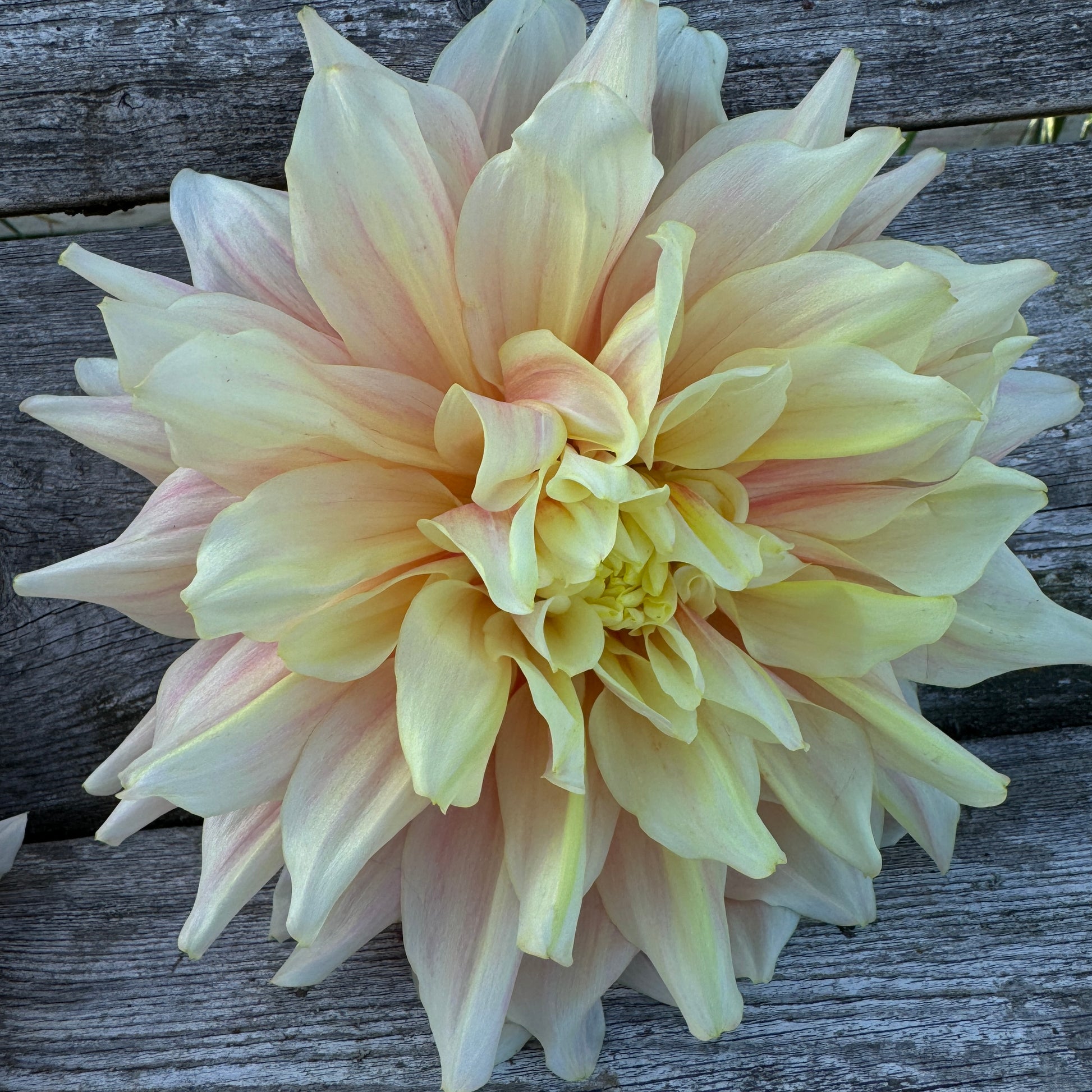 Large blooms with pink, blush, and white coloring. 