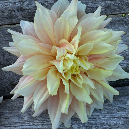Large blooms with pink, blush, and white coloring. 