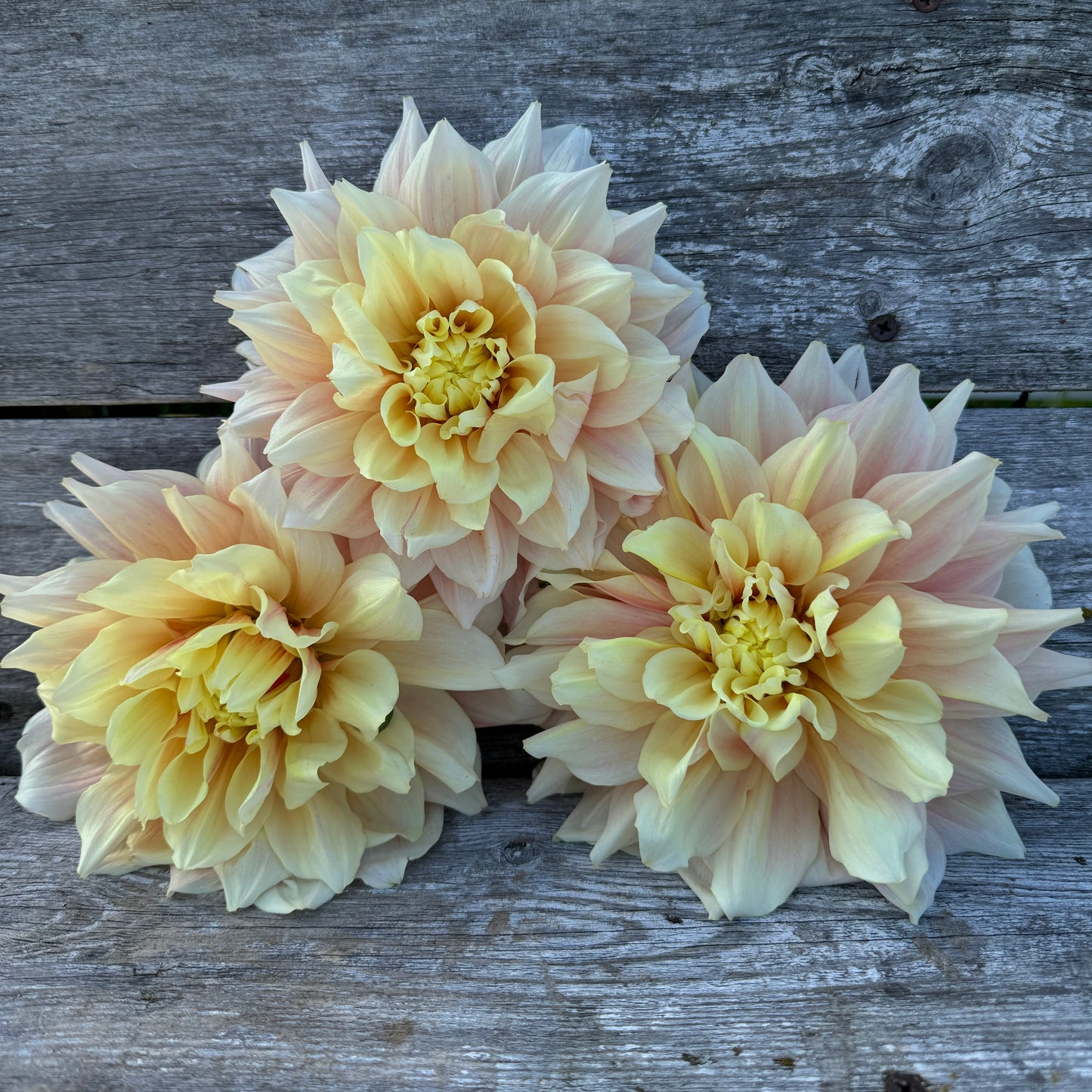 Break Out offers Blush Dahlia blooms
