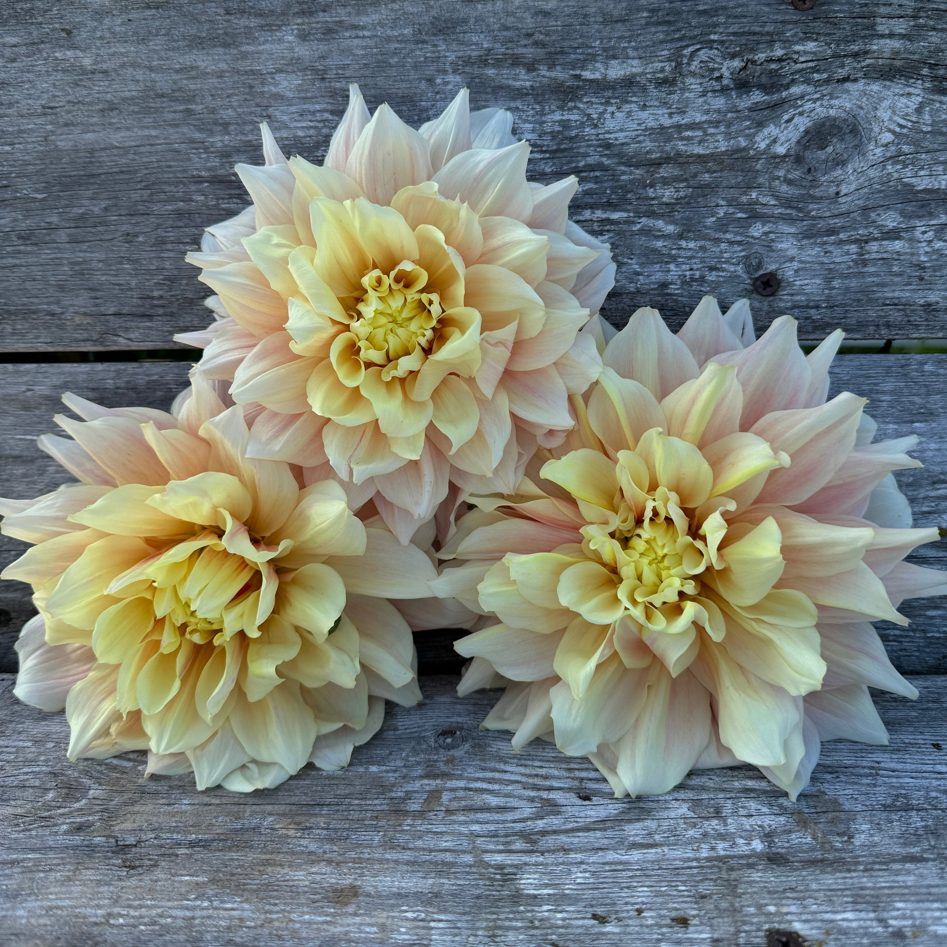 Break Out offers Blush Dahlia blooms