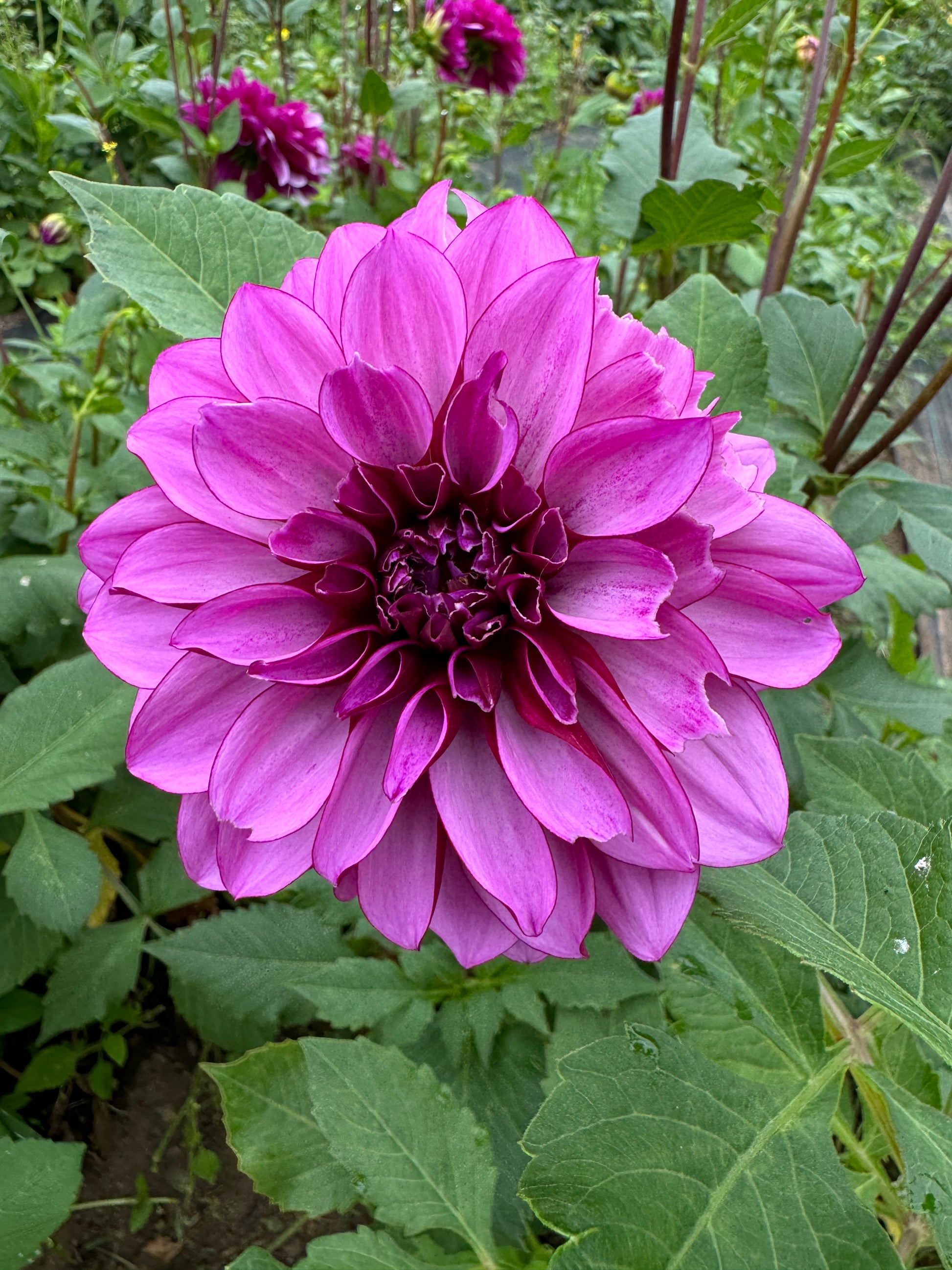 Dahlia-Cranberry Classic tuber offer rich berry coloring