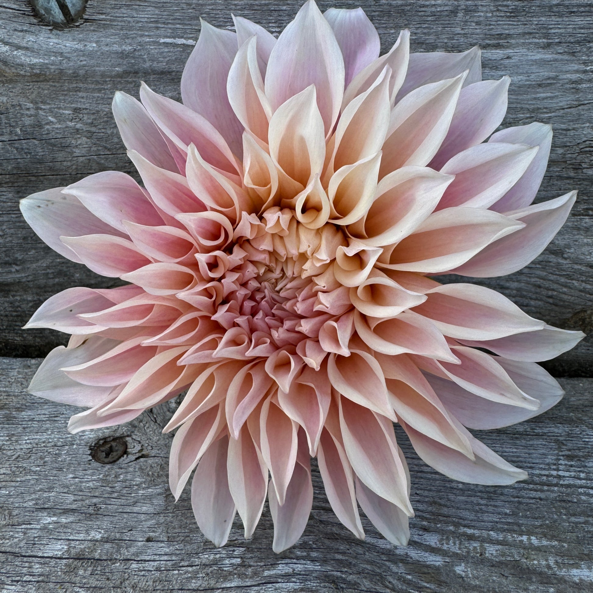 Cafe Au Lait Dahlia very popular
