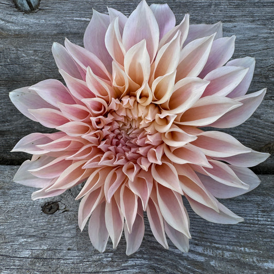 Cafe Au Lait Dahlia very popular