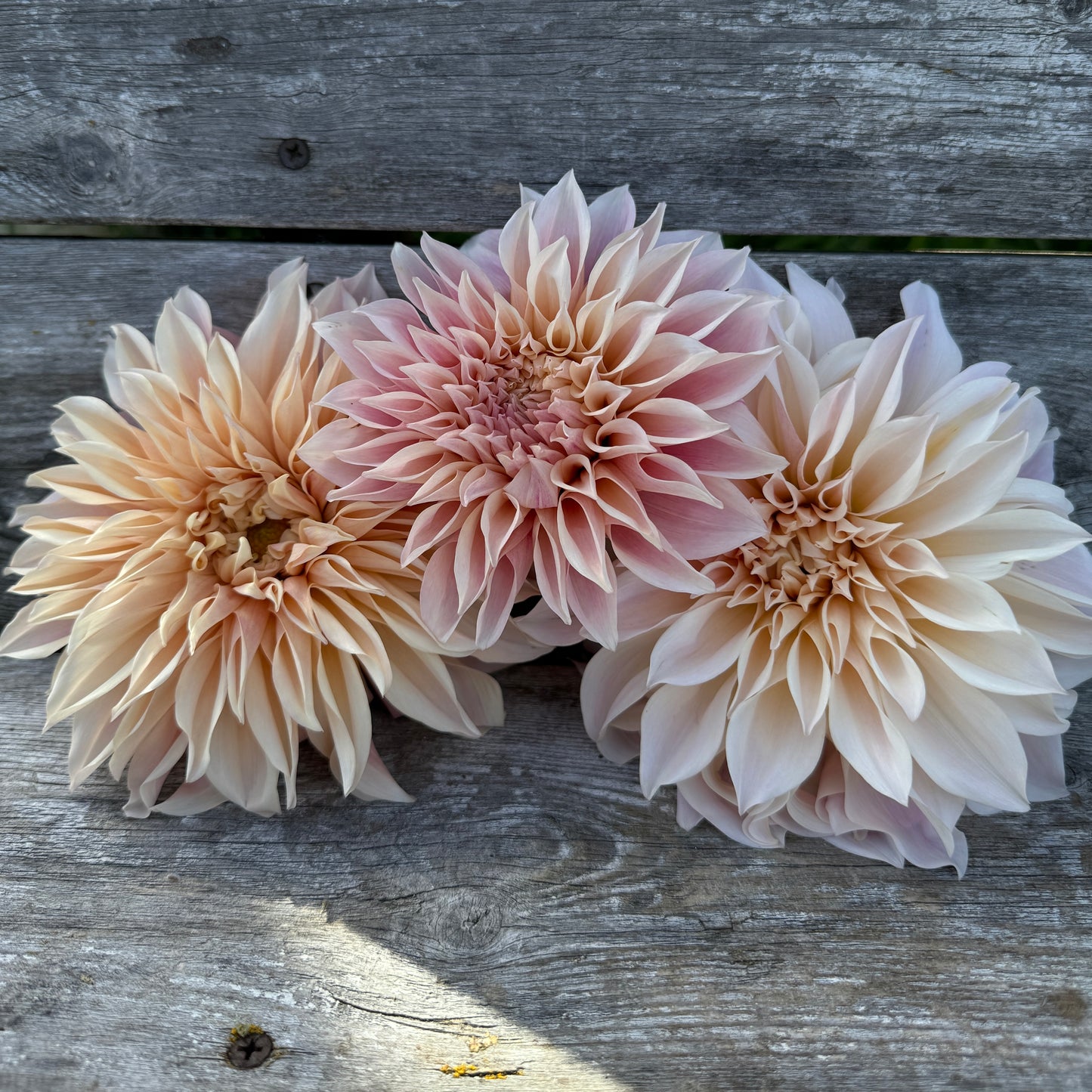 Cafe Au Lait flowers will vary in coloring