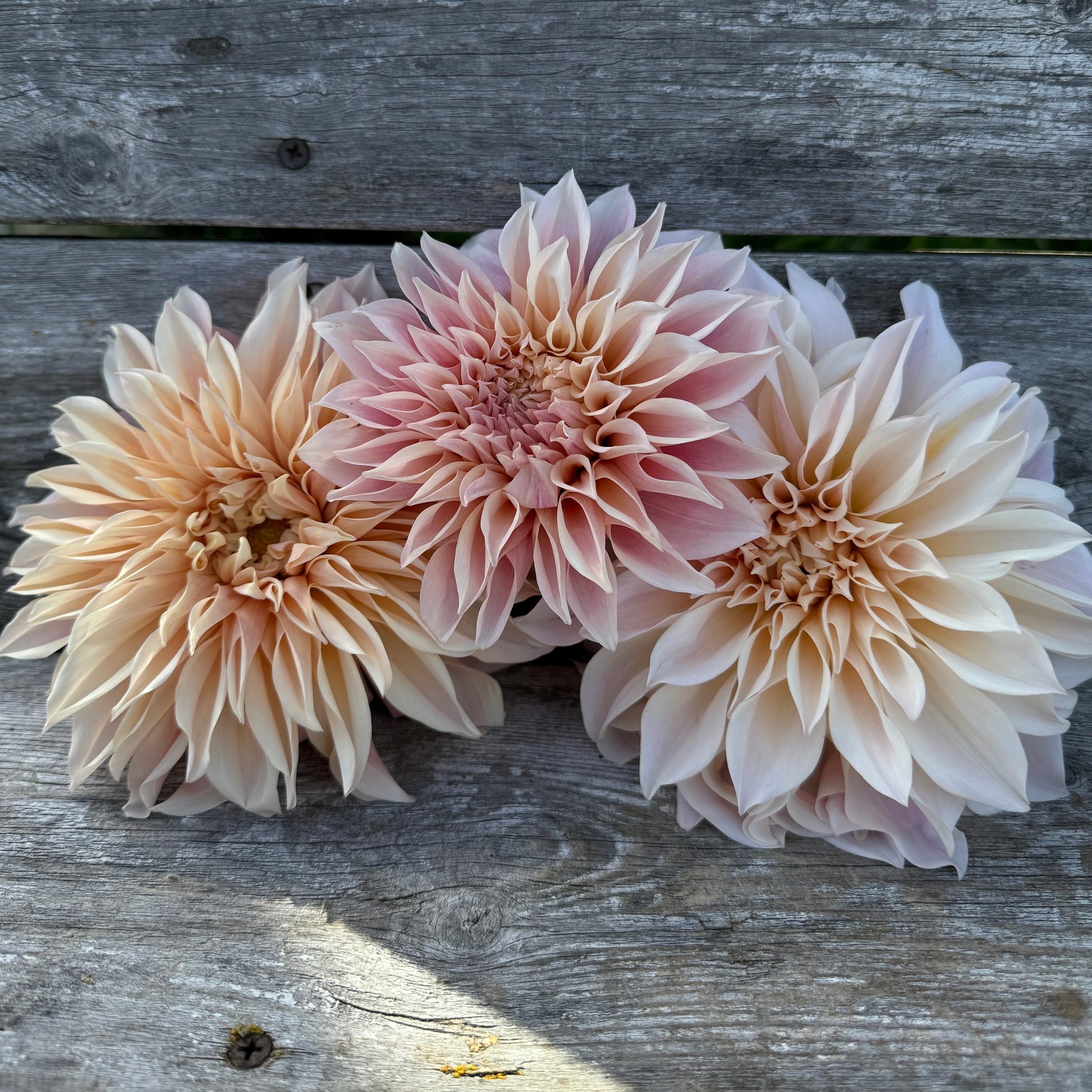 Cafe Au Lait flowers will vary in coloring