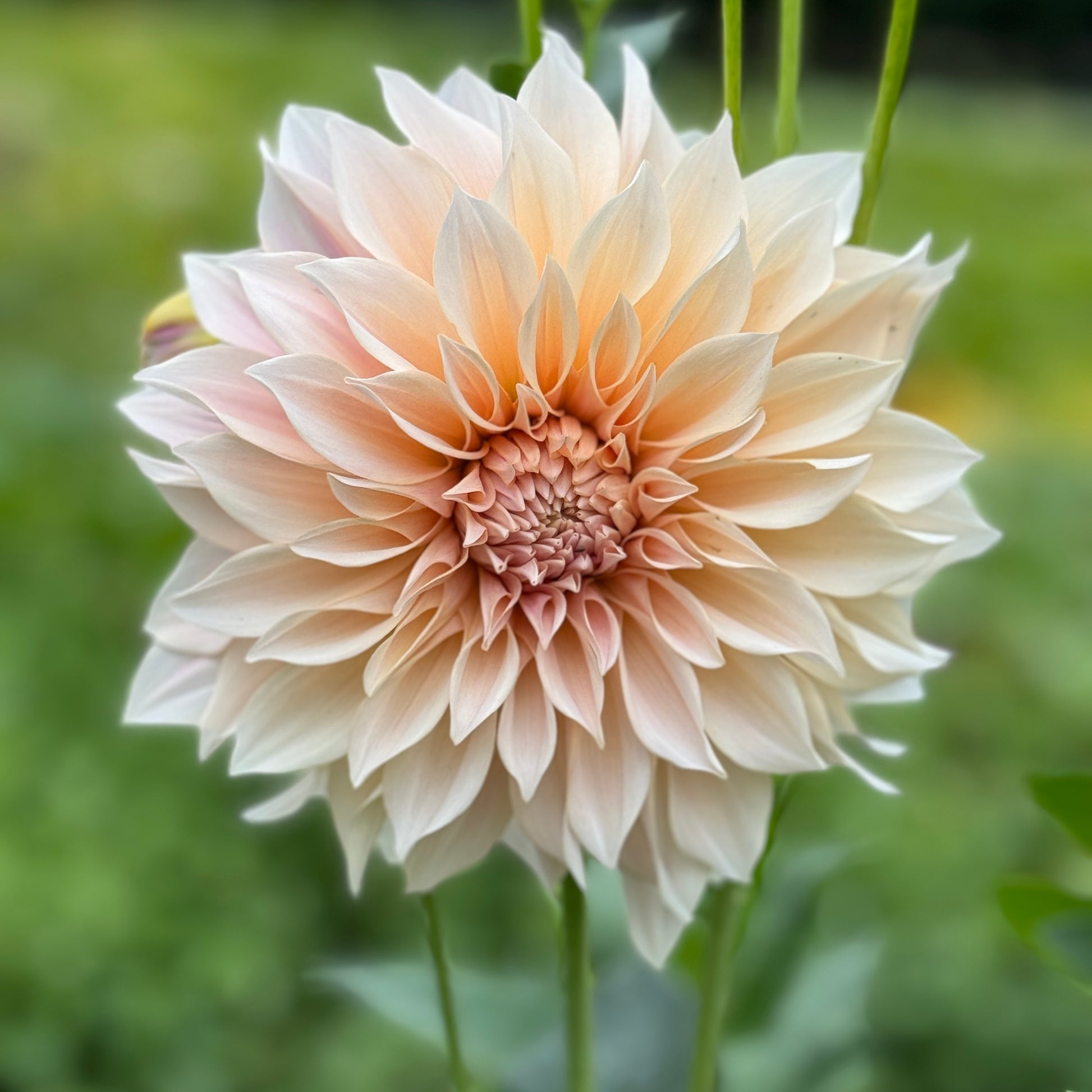 Close up of Dahlia Cafe Au Lait