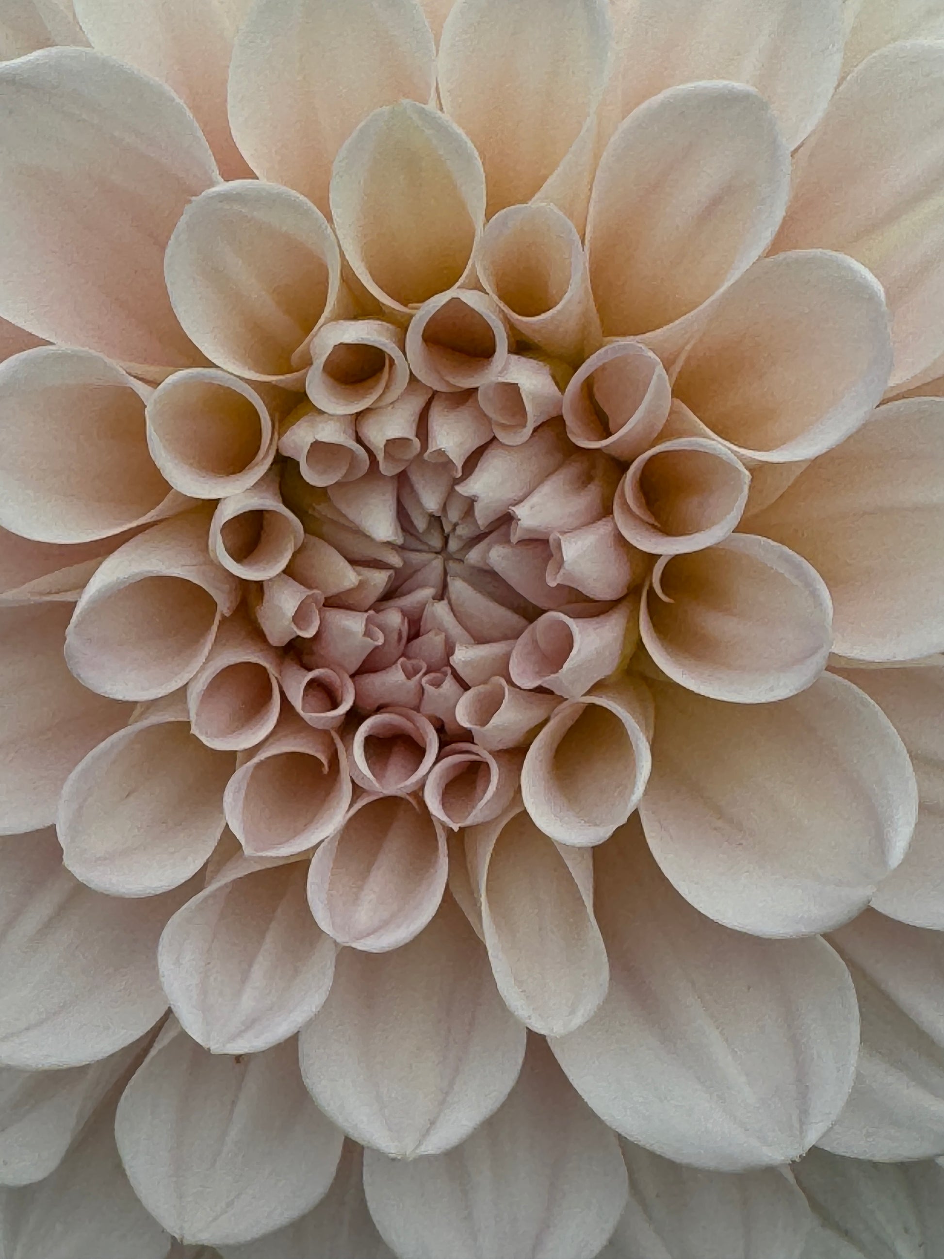 Close up of a Cafe Au Lait flower