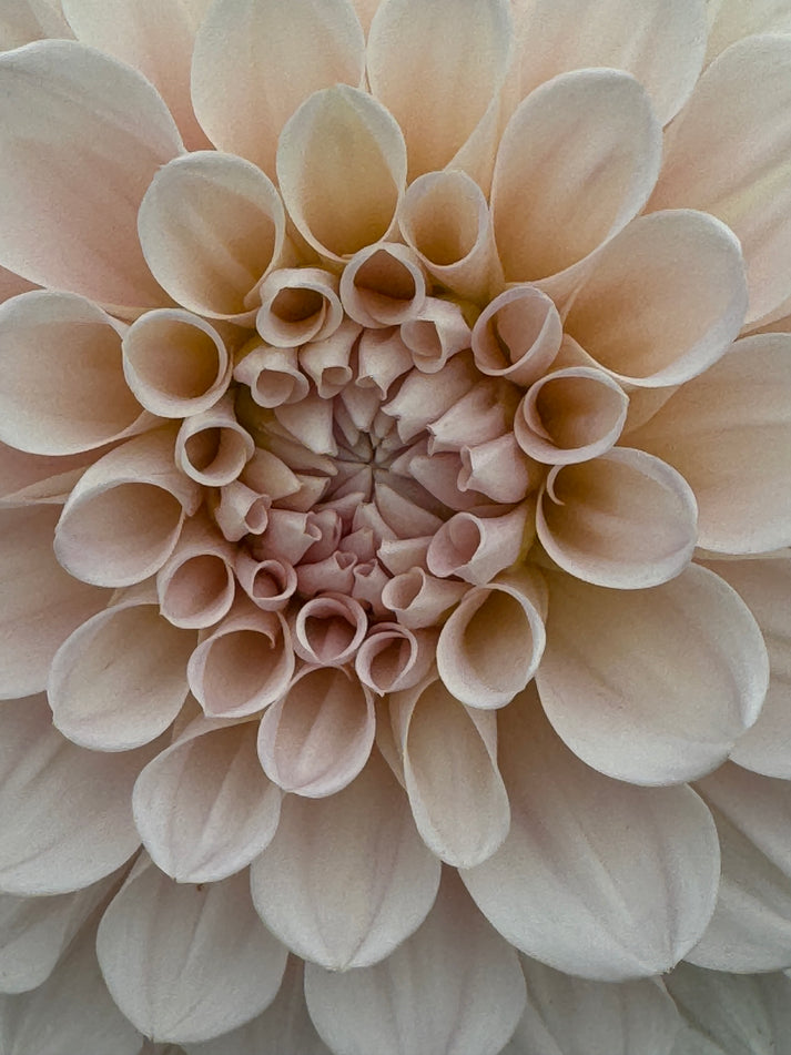 Cafe au Lait – Arrowhead Ranch Flower Farm