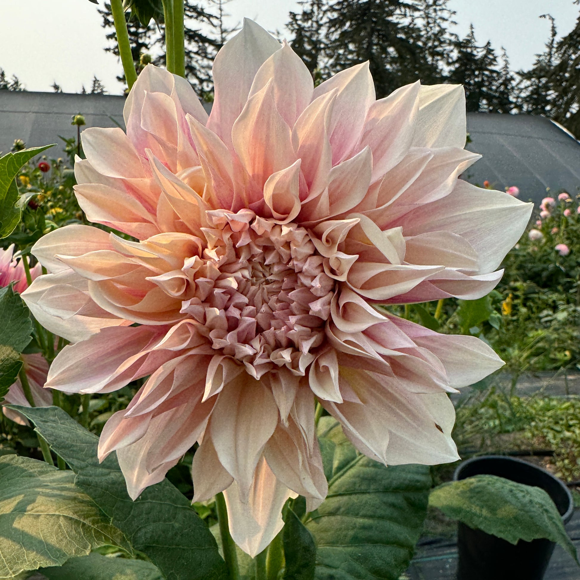 Dahlia Cafe Au Lait bloom in field