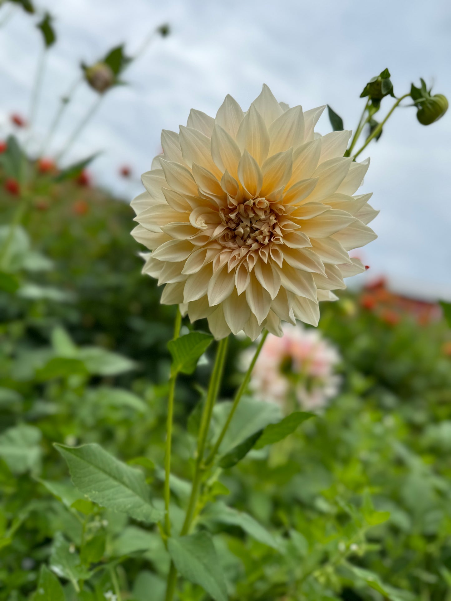 Cafe Au Lait Dahlia in the field