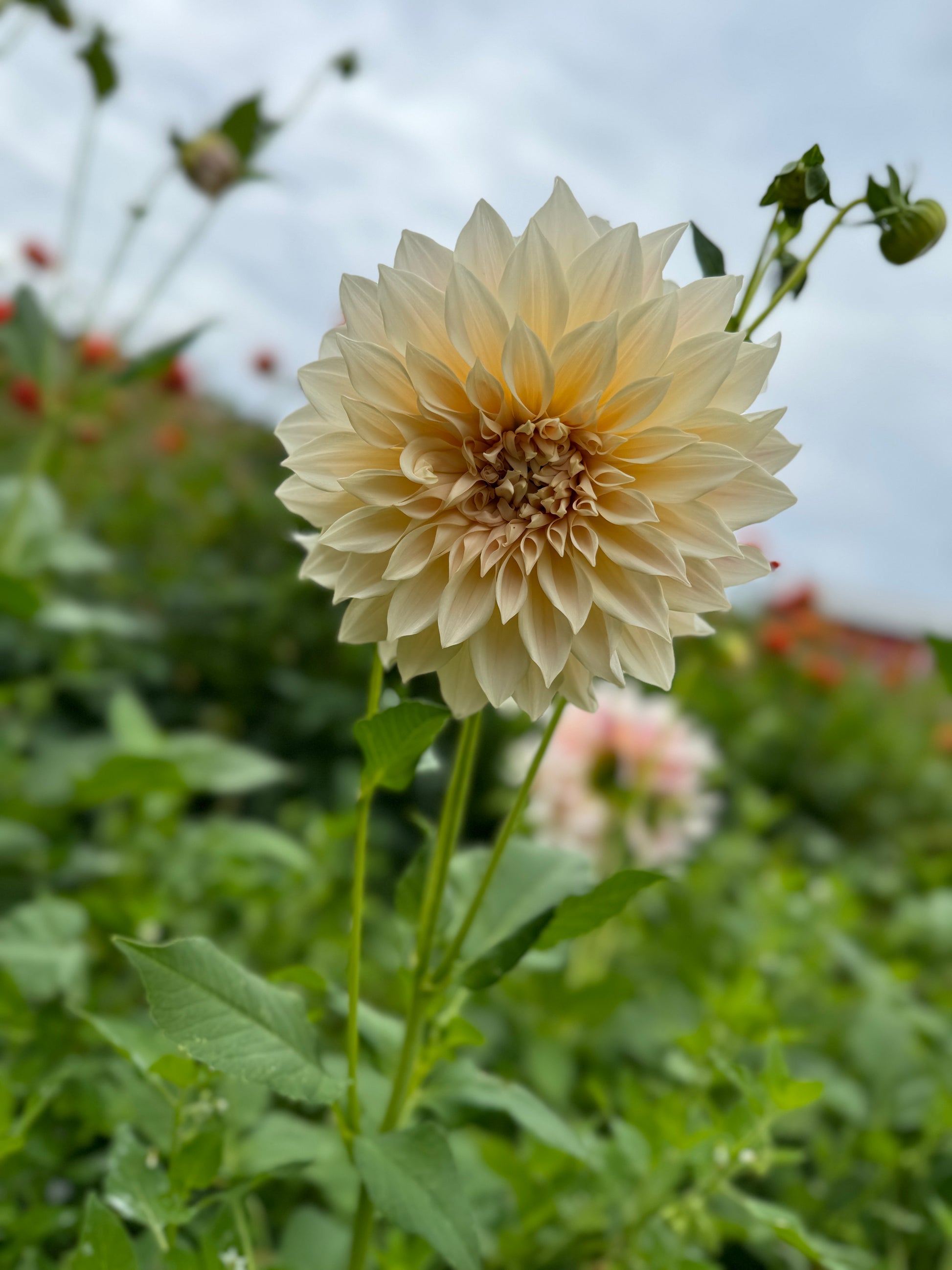 Cafe Au Lait Dahlia in the field