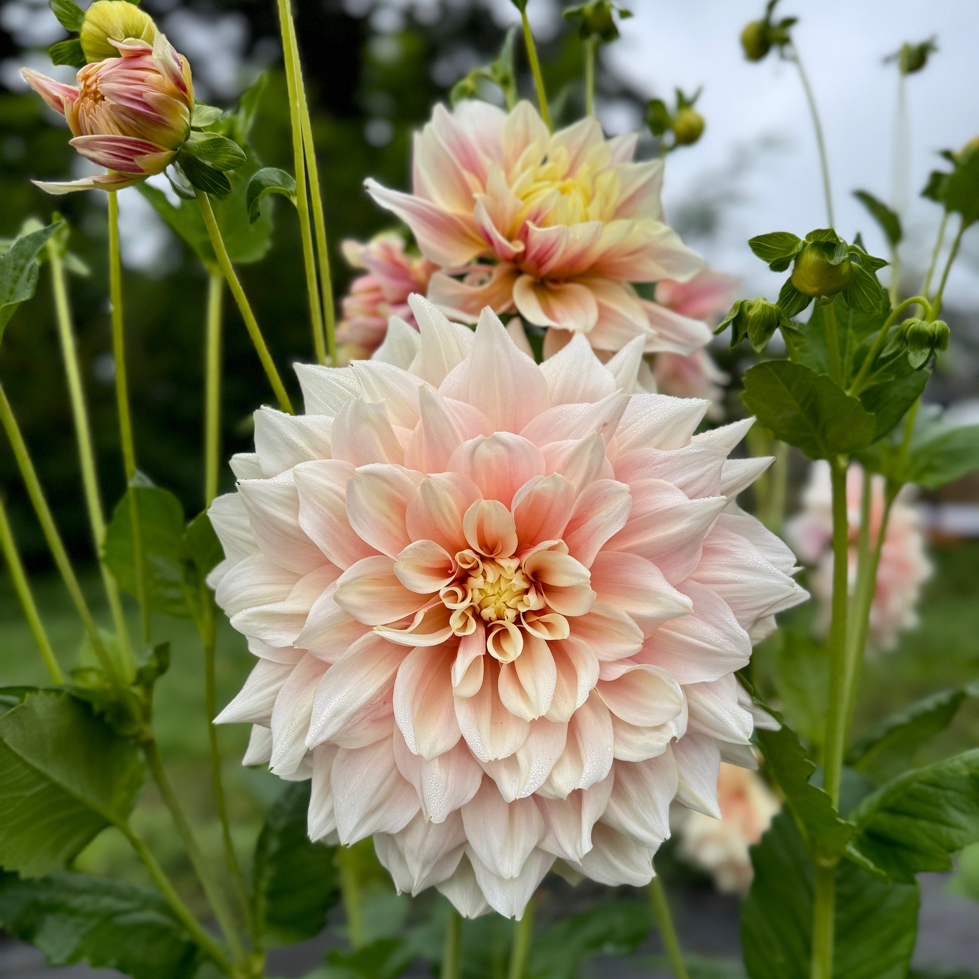 Close up Dahlia Cafe Au Lait in the field