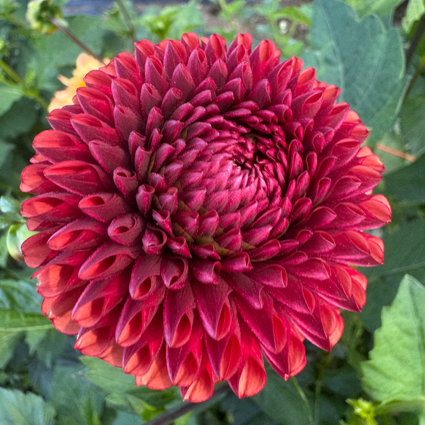 Rich color Dahlia Copper Boy