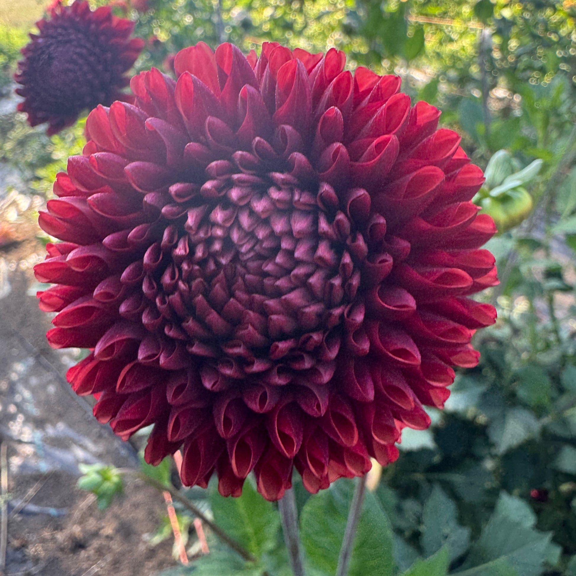 Dahlia Copper Boy edges fade