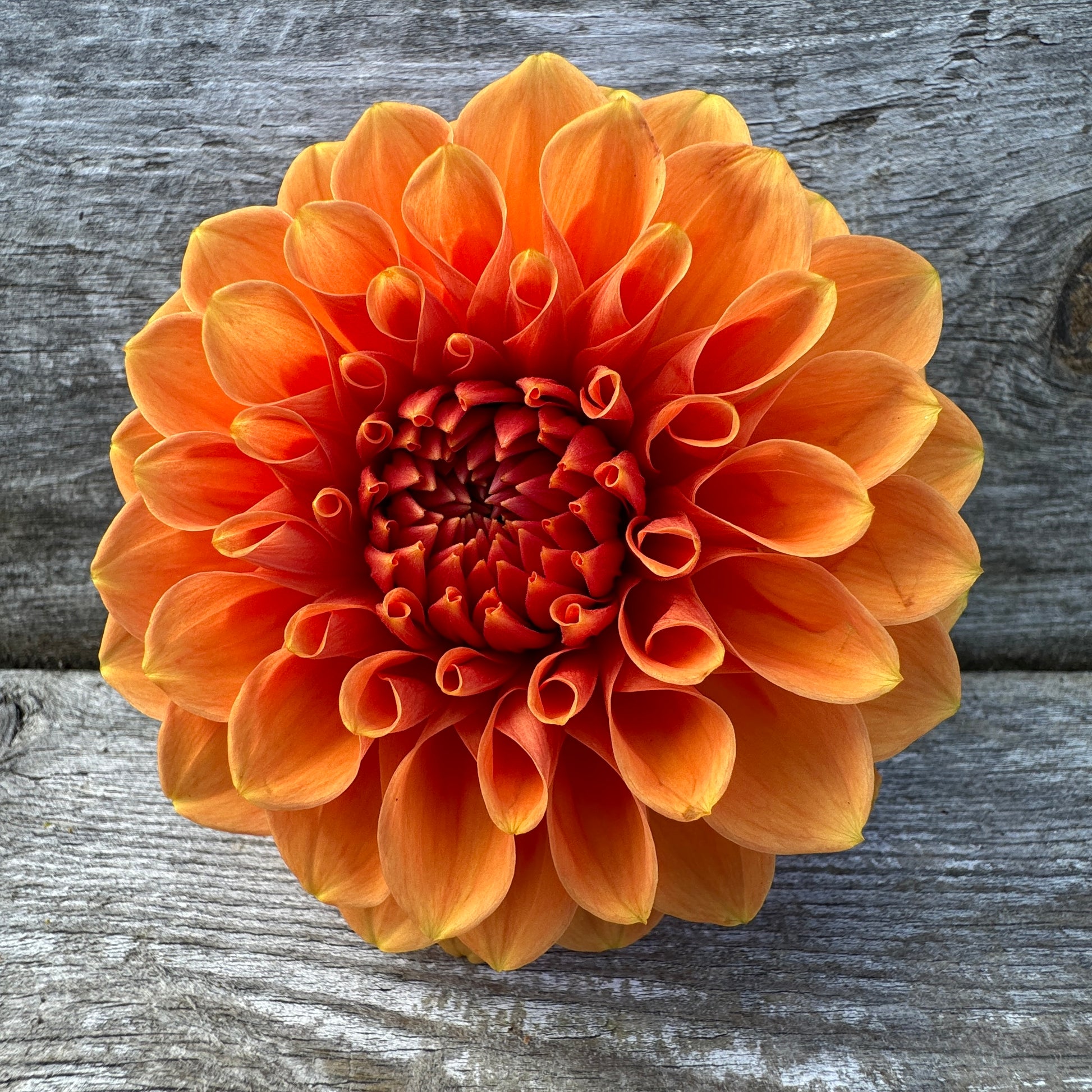 Copper Orange dahlia Cornel Bronze