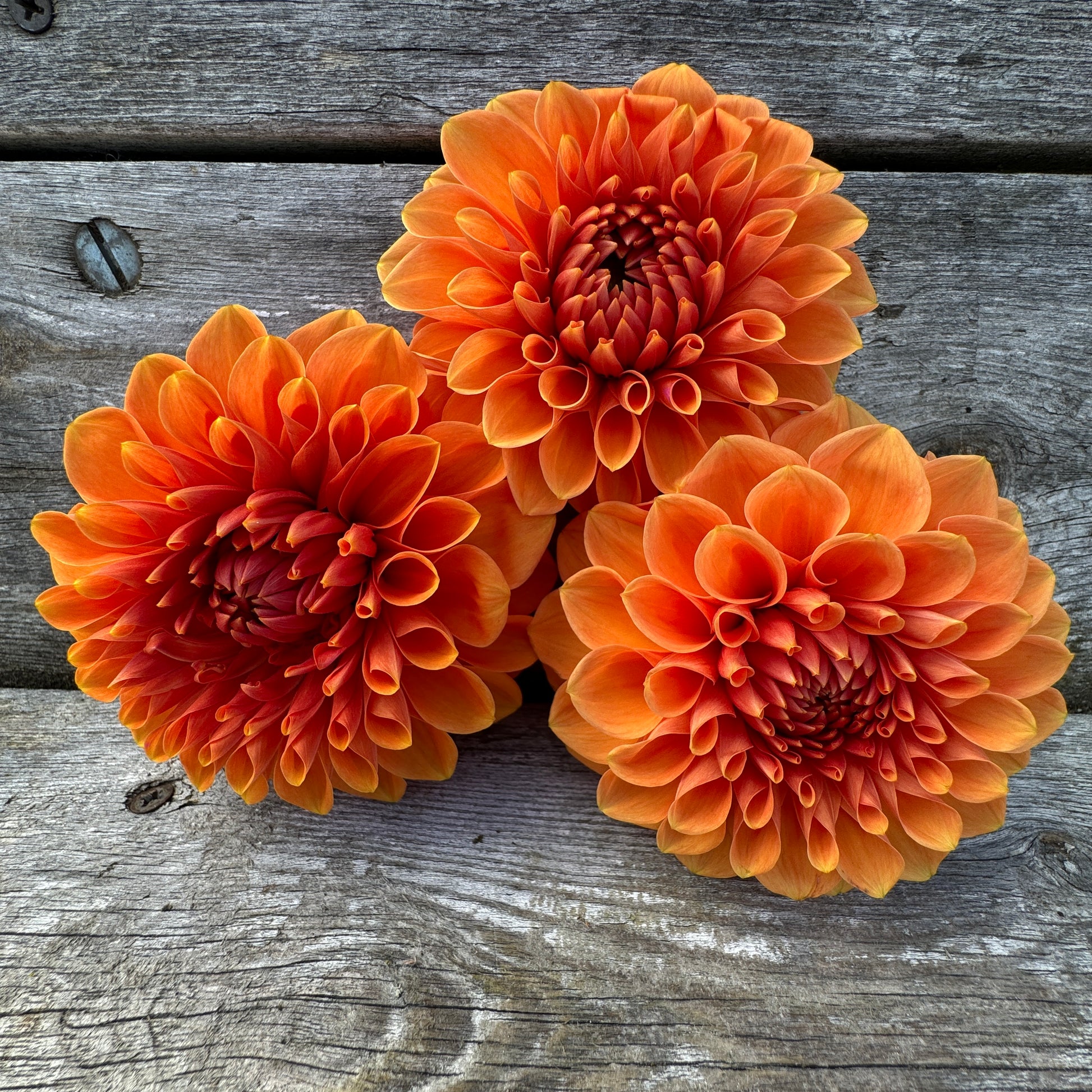 Orange and copper Dahlia Cornel Bronze