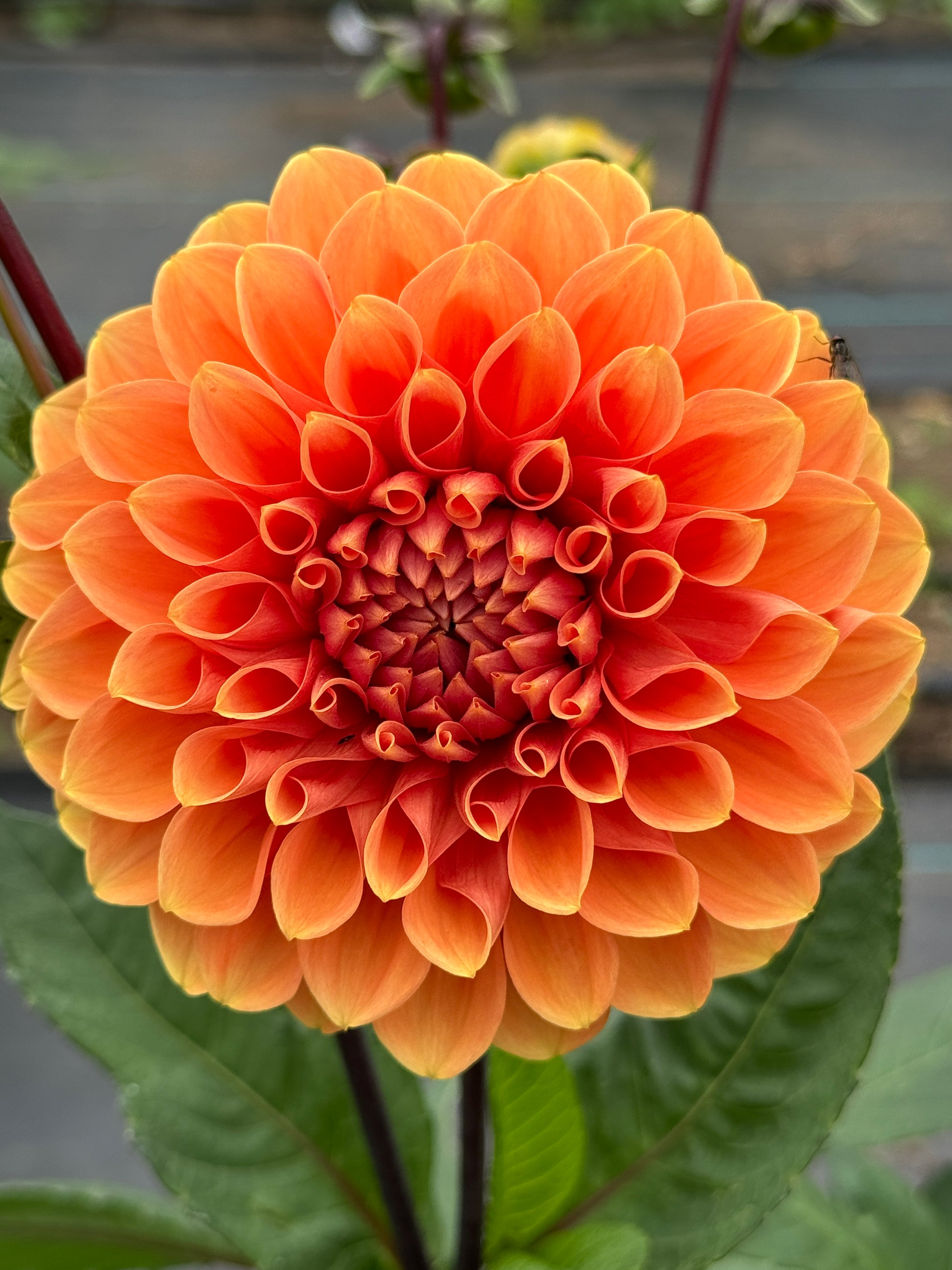 Ball dahlia cornel bronze
