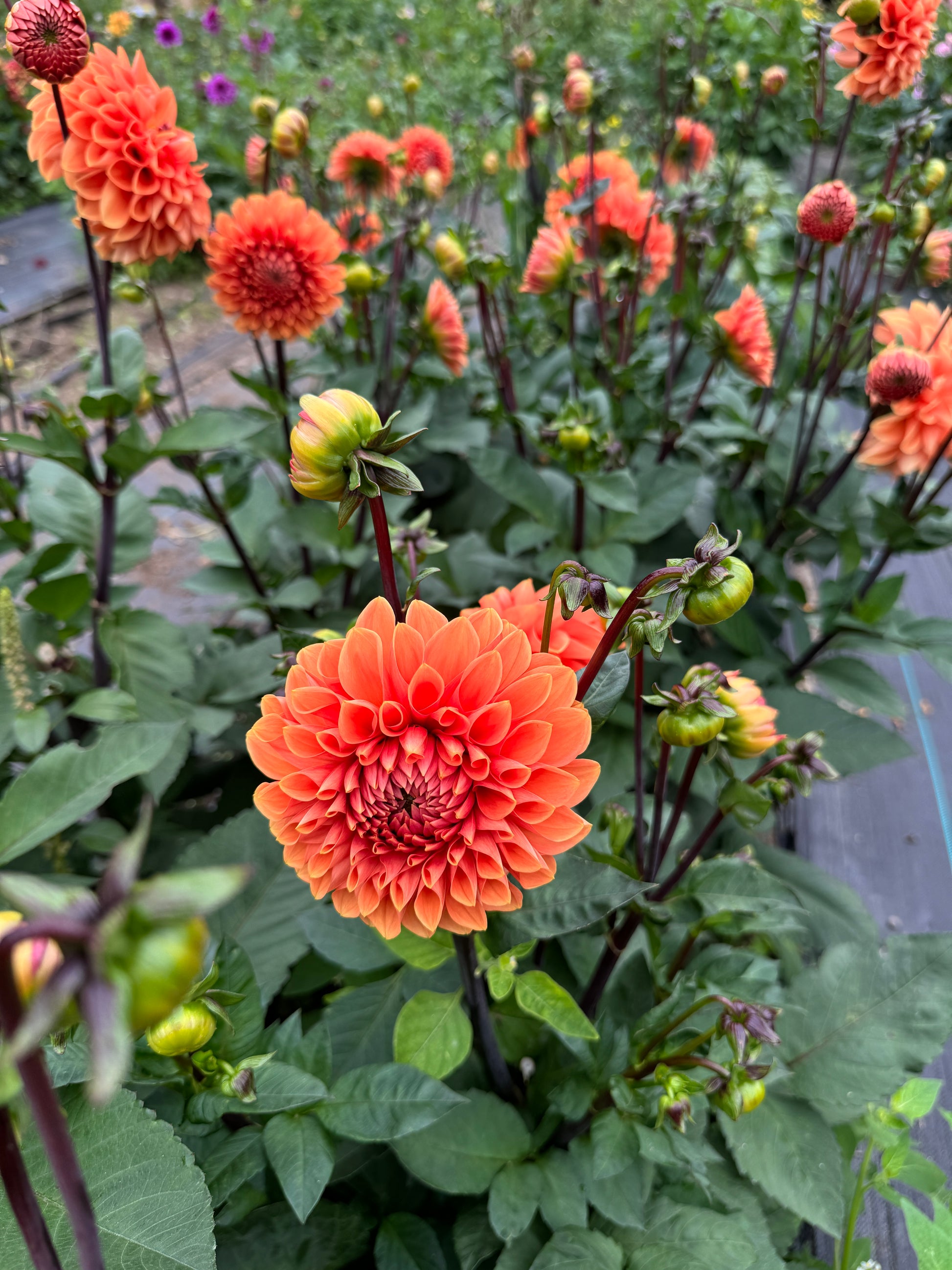 Cornel Bronze Dahlia field shot
