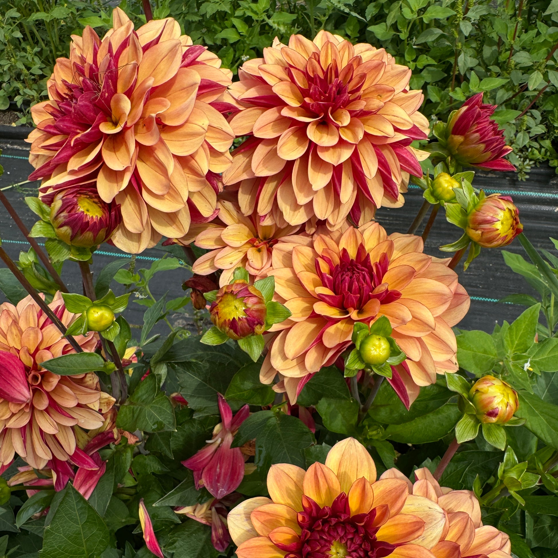 Dahlia blooms of Crème-de-Cognac