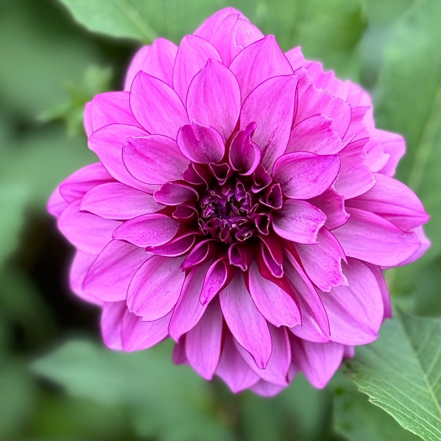 A close up version of a dahlia - cranberry classic. Rich berry color.