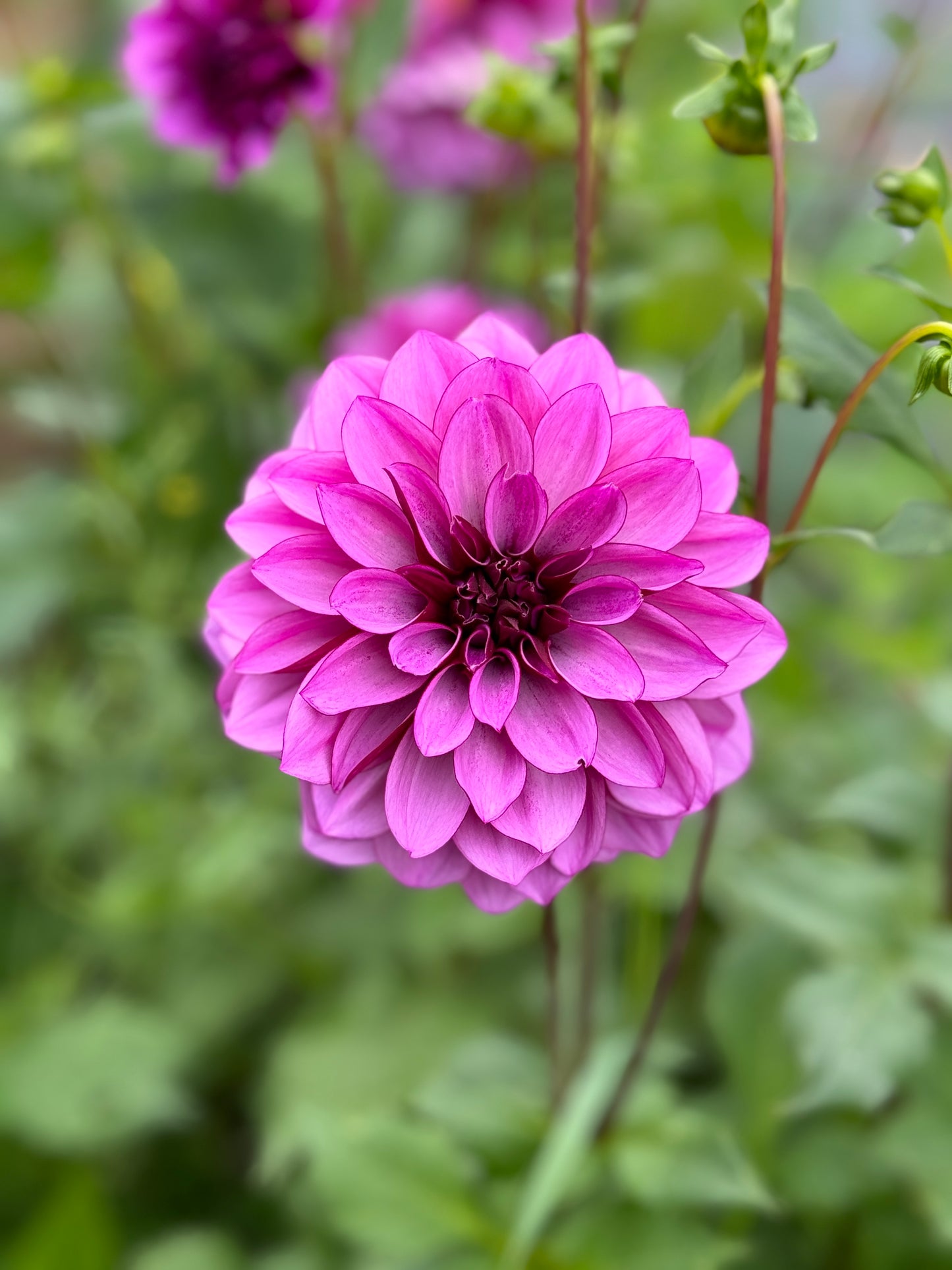 Beautiful Dahlia tuber called Cranberry Classic
