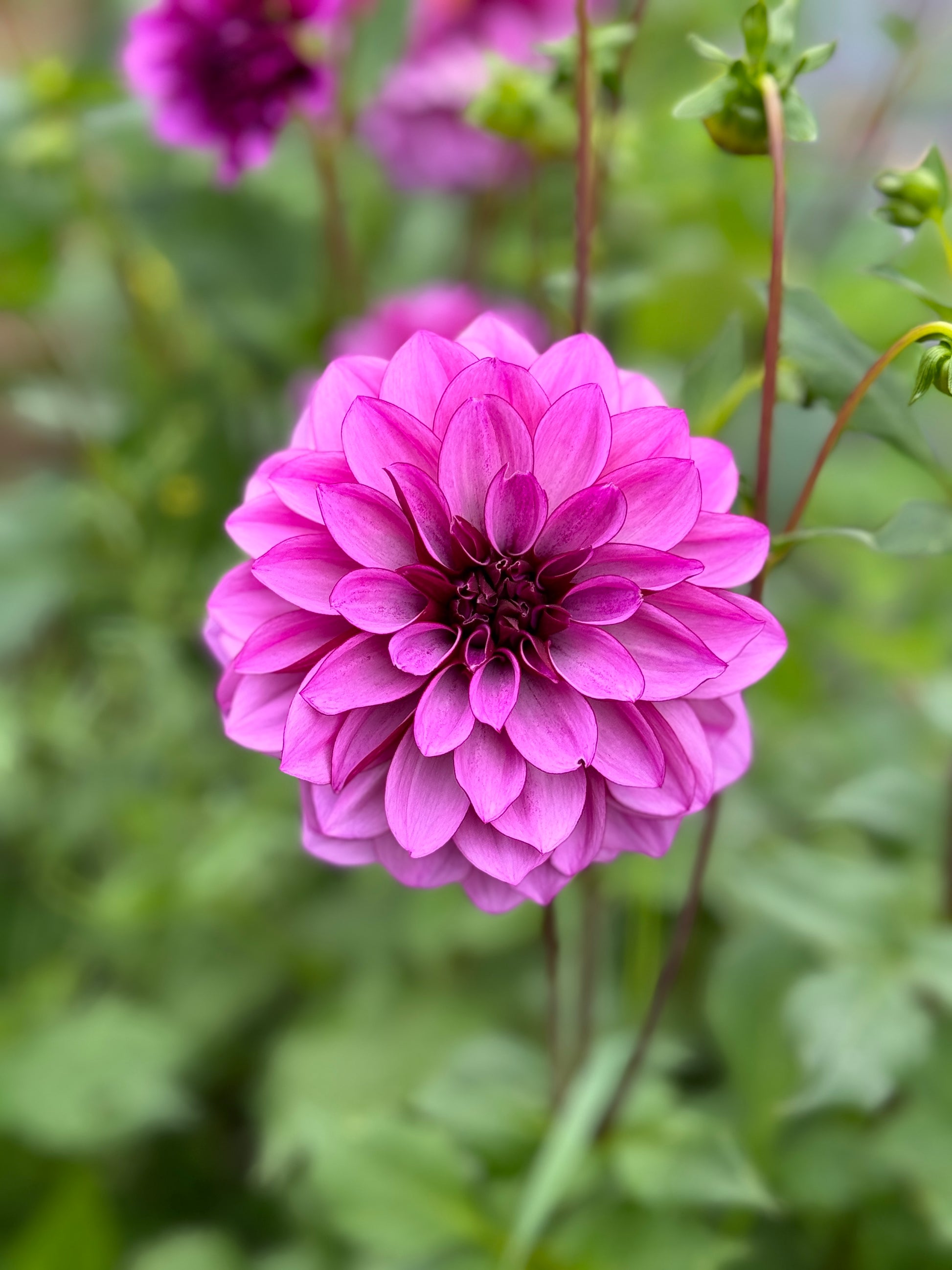 Beautiful Dahlia tuber called Cranberry Classic