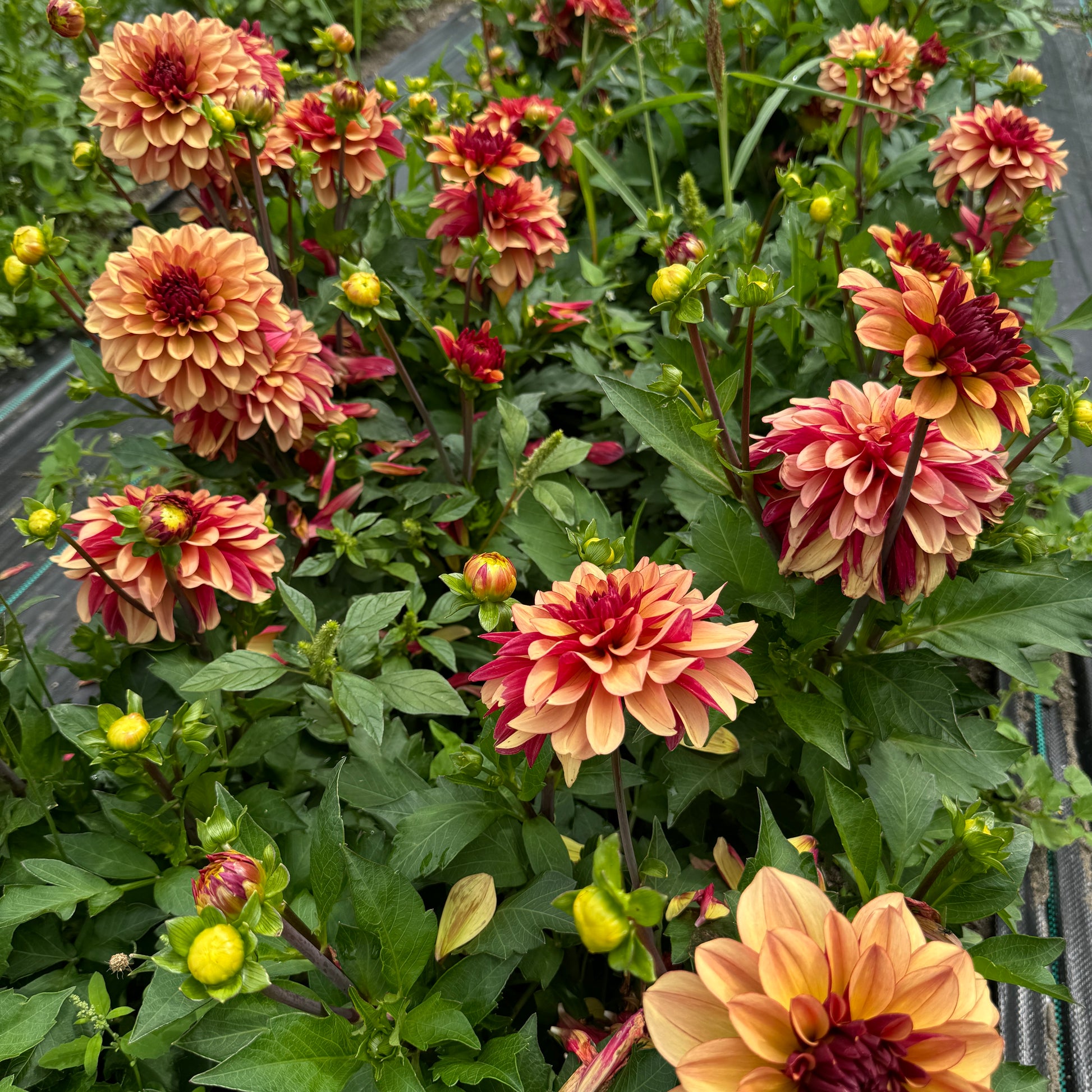 Field of Dahlia Crème De Cognac