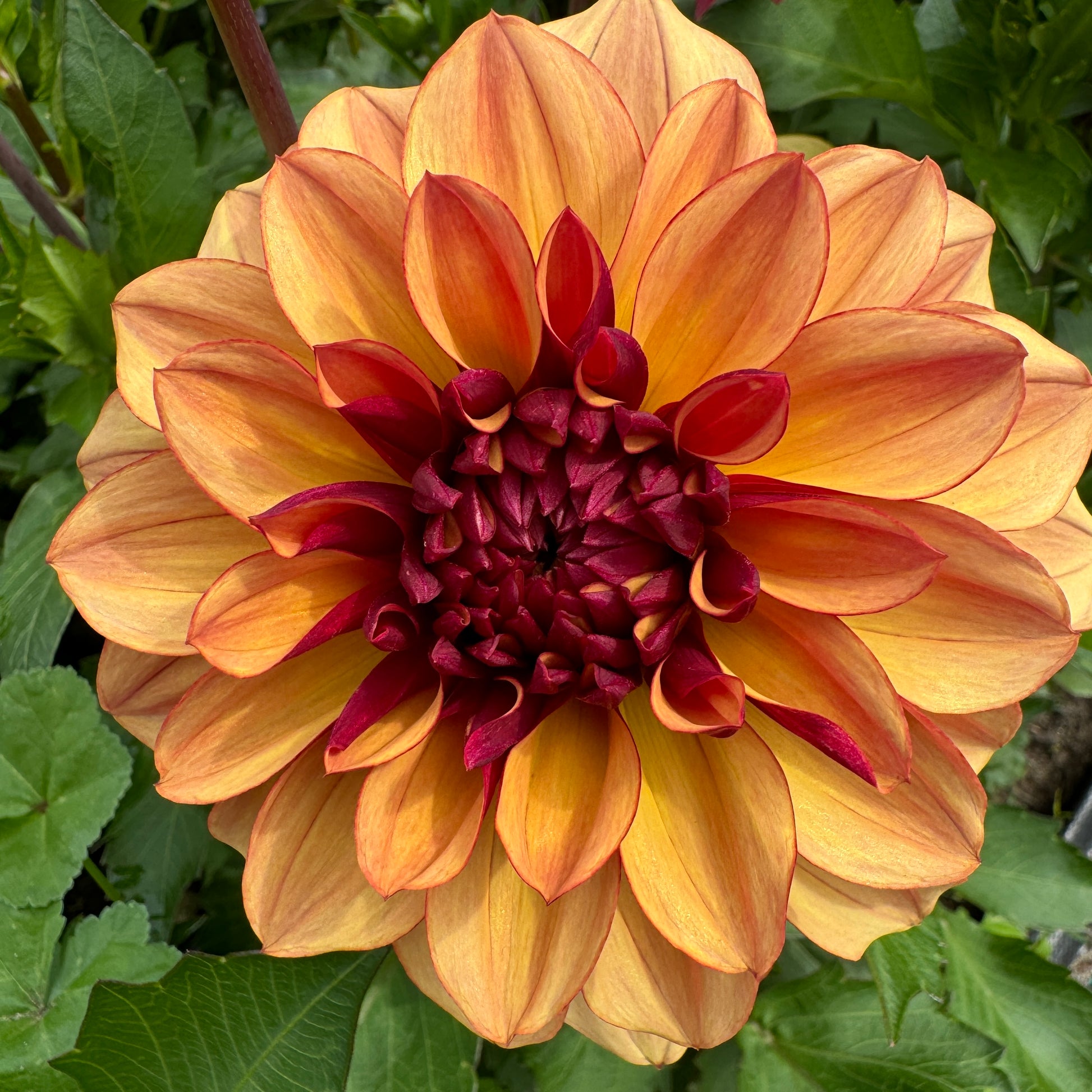 Dahlia Crème De Cognac is a mixture of gold and rust coloring and is great for fall
