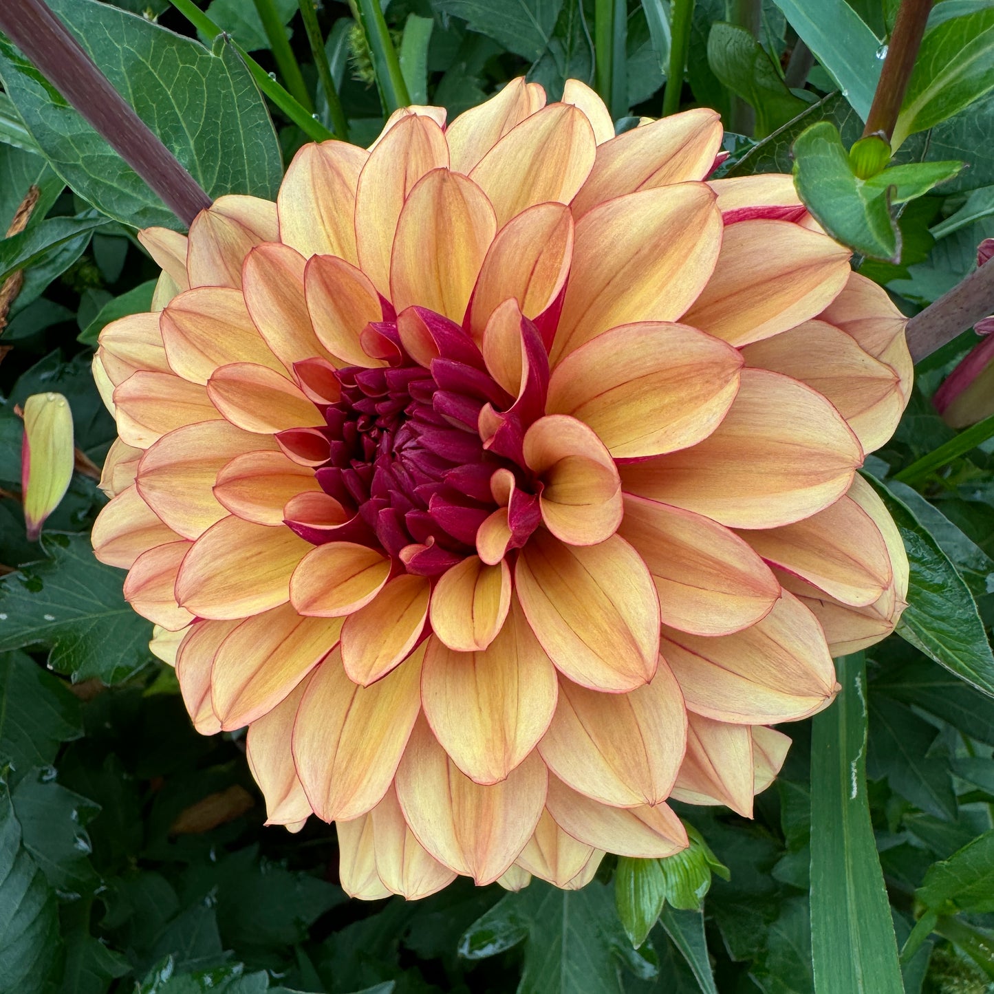 Golden fall coloring dahlia Crème de Cognac