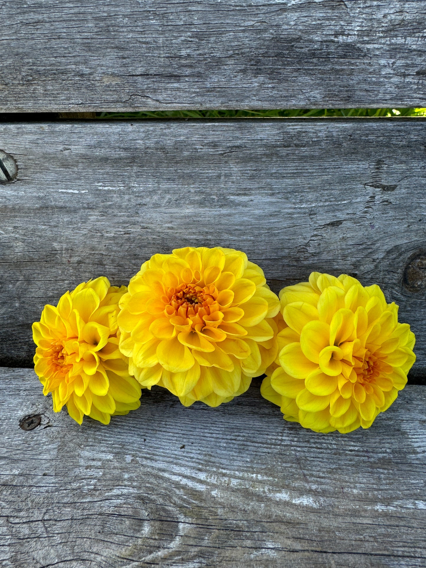 Dahlia Golden Scepter great accent in the garden