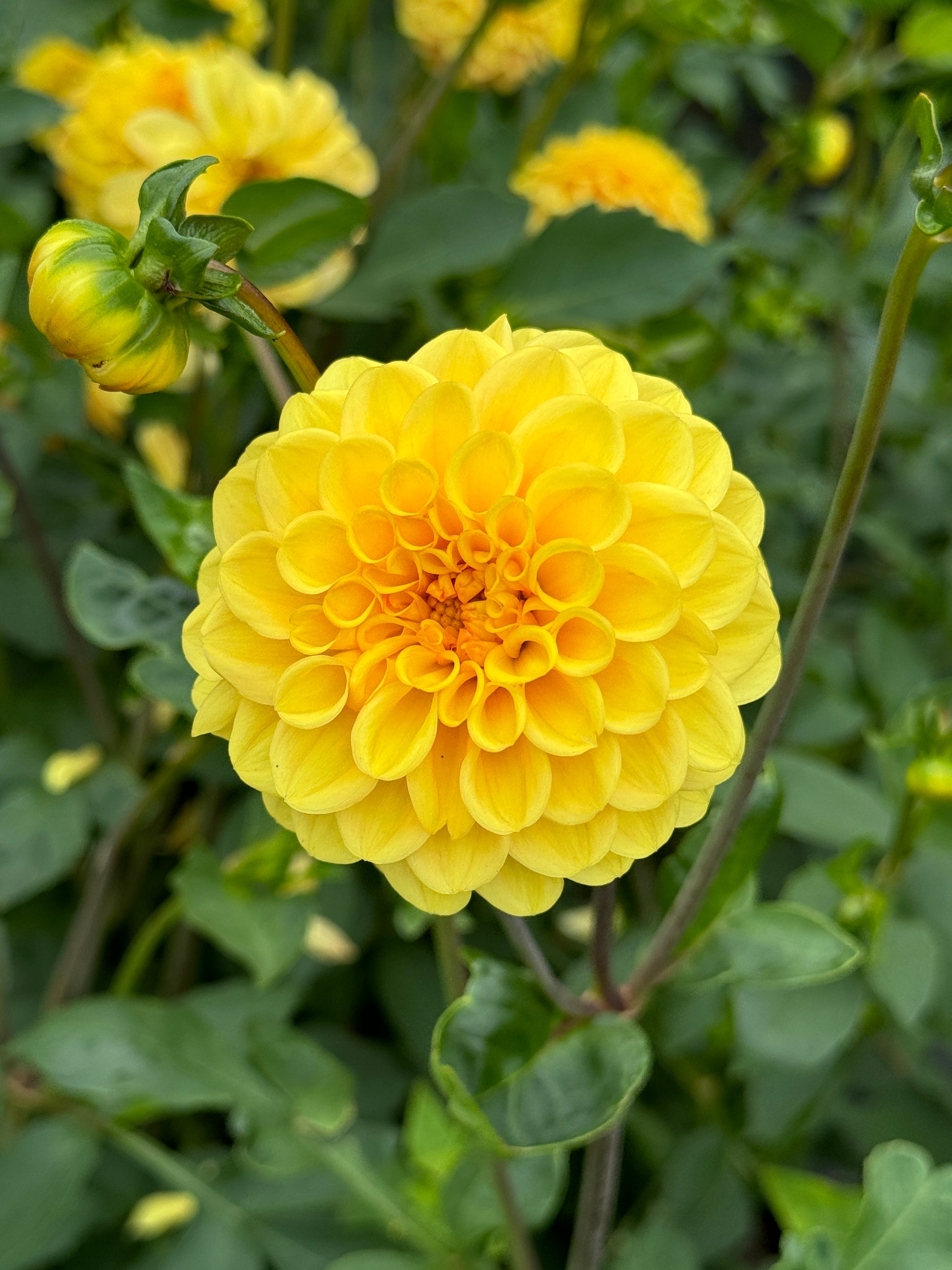 Dahlia Golden Scepter with strong stems
