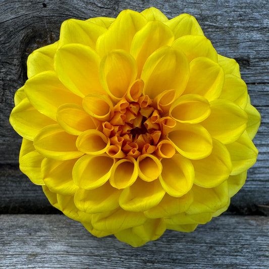 Dahlia Golden Scepter is bright yellow with an orange center