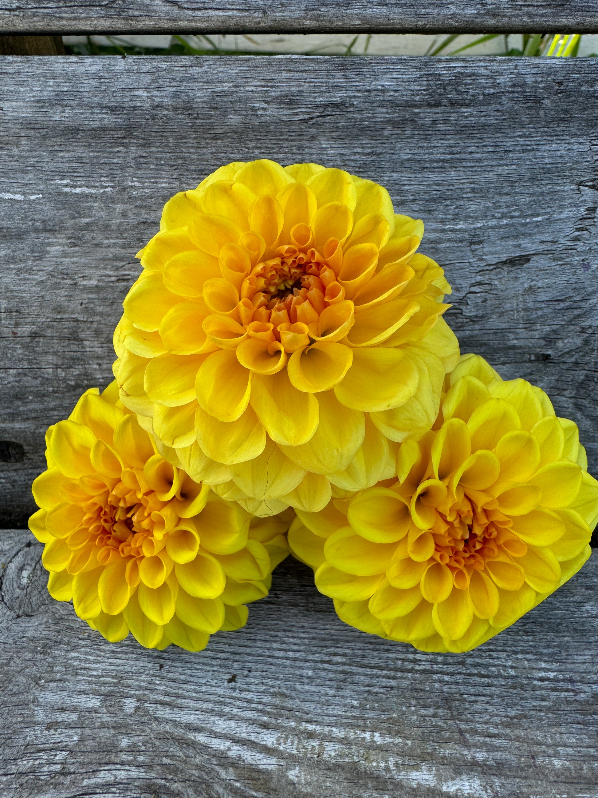 Beautiful yellow Dahlia called Golden Scepter great for bouquets